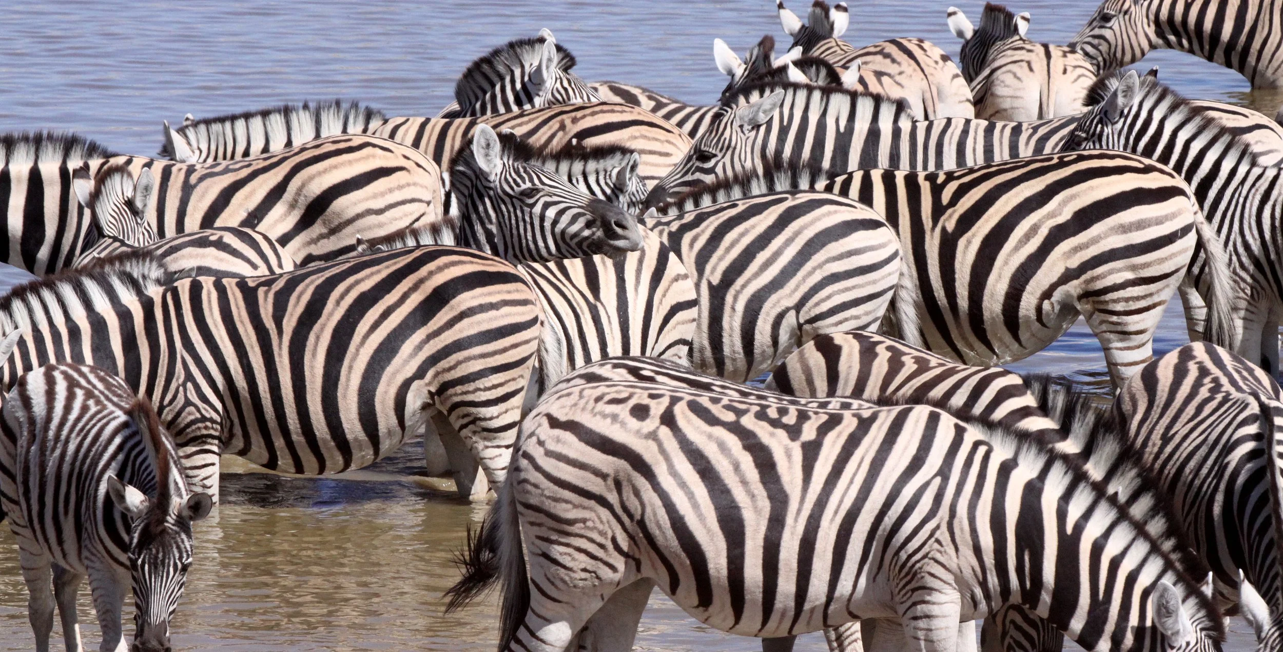 Equus quagga burchellii - BURCHELL'S (DAMARALAND) - BURCHELL'S ZEBRA - ETOSHA NATIONAL PARK NAMIBIA (31).JPG