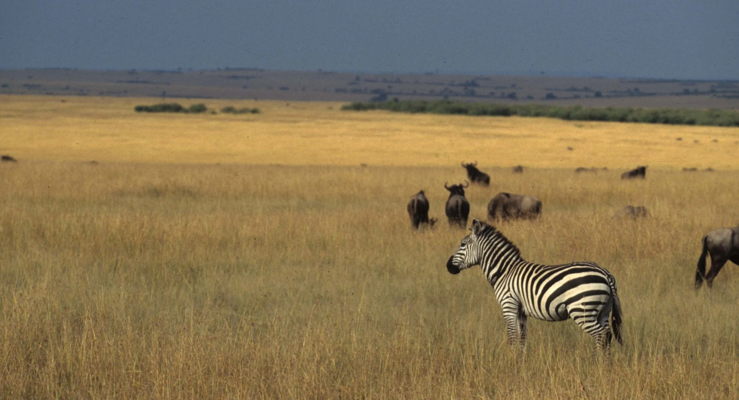 EQUIN - ZEBRA - COMMON - SERENGETI (10).jpg