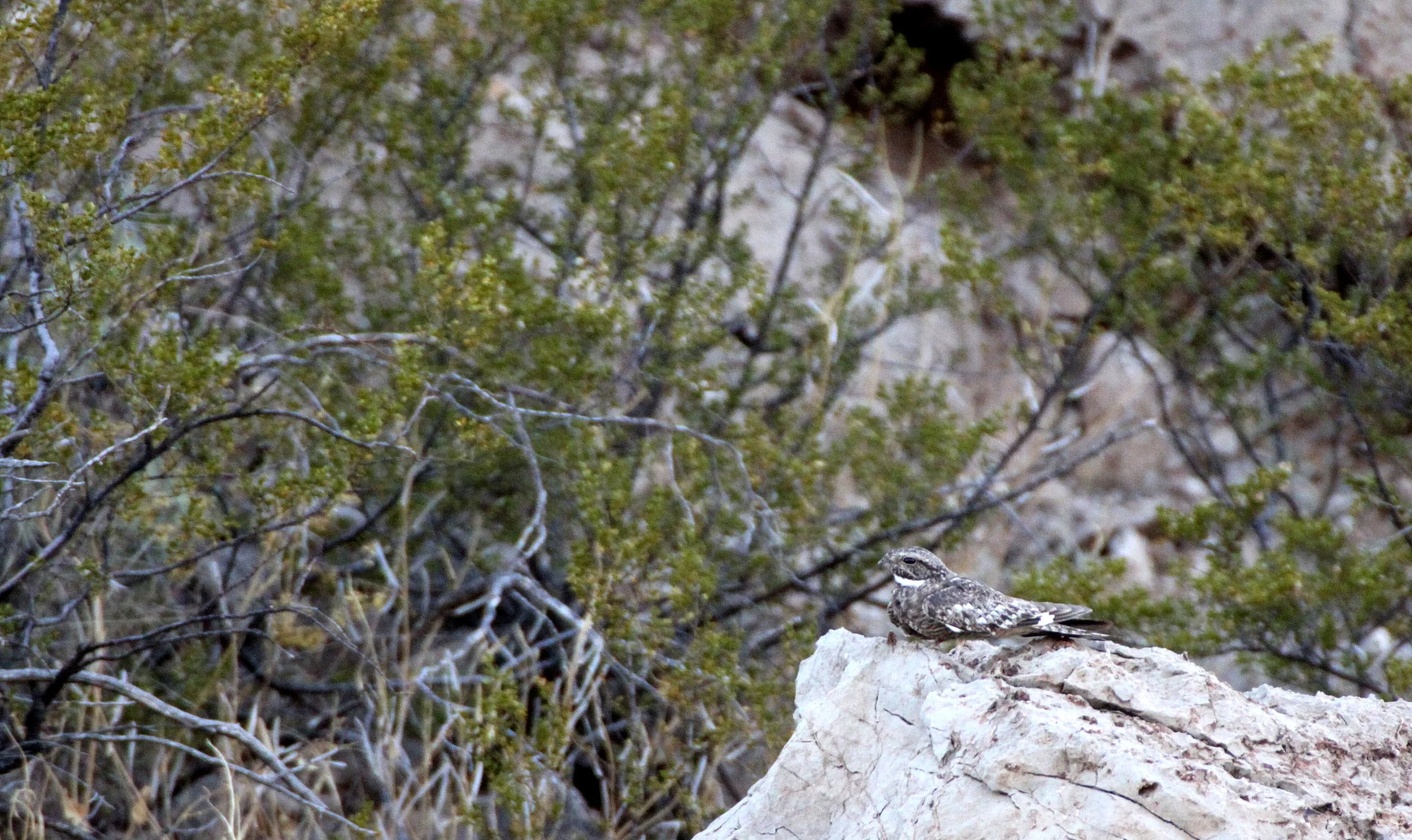 BIRD - NIGHTJAR - COMMON NIGHTHAWK - A MOUNTAIN LAS CRUCES NEW MEXICO.JPG