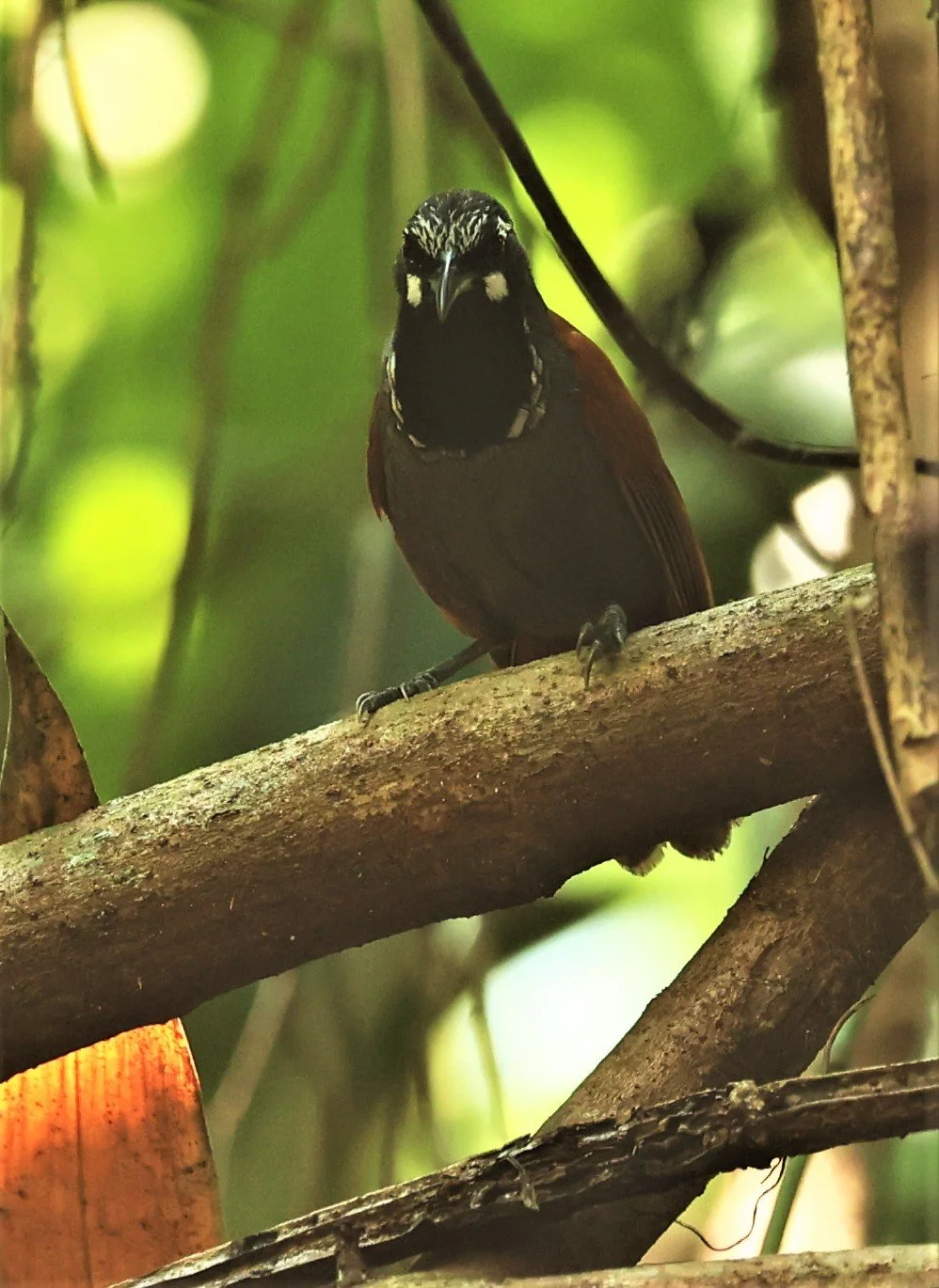 BABBLER- BLACK-THROATED BABBLER - Stachyris nigricollis - KRUNG CHING, KHAO LUANG NP NST, APRIL 2022 (70).jpg