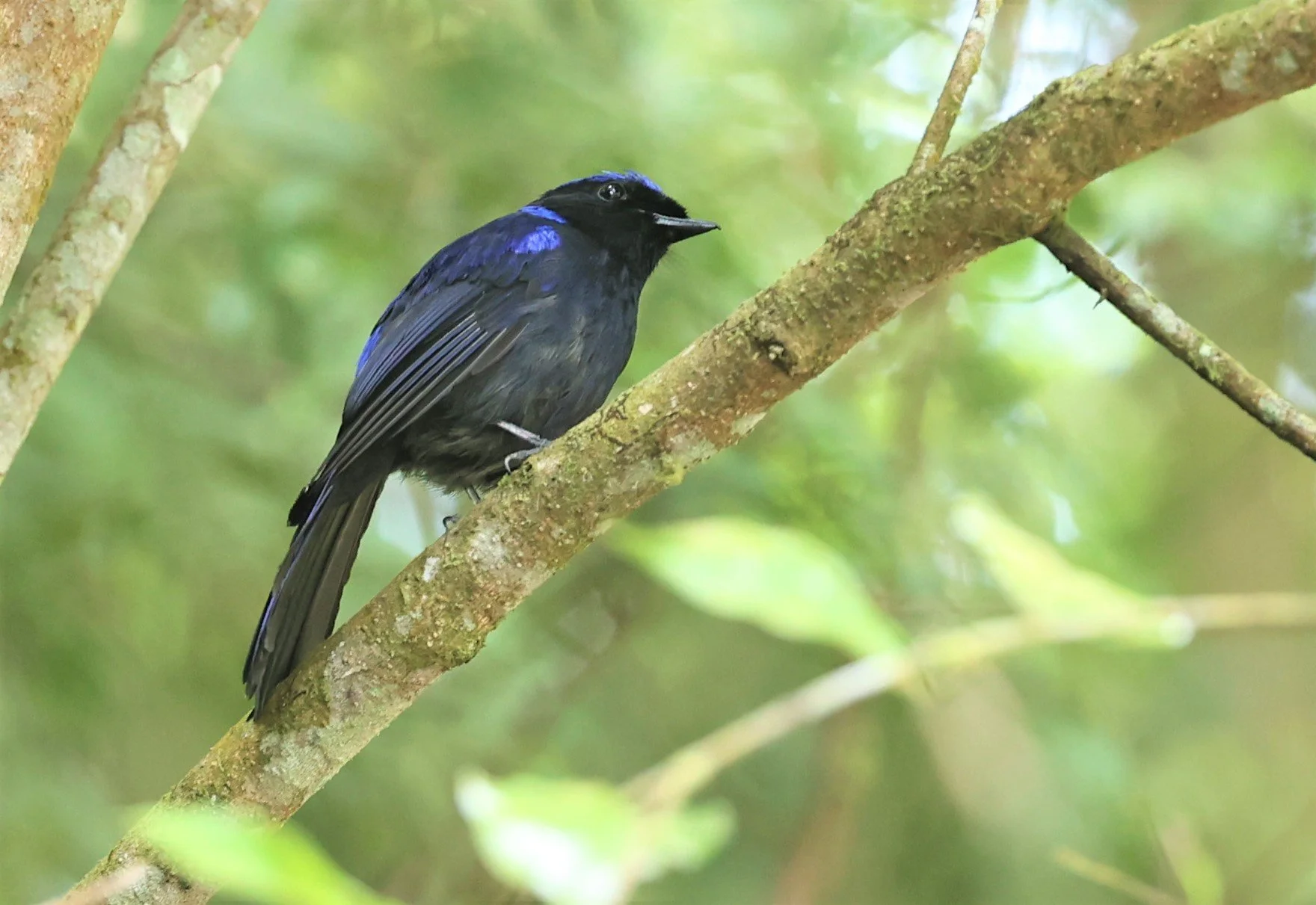 Niltava grandis - LARGE NILTAVA - FRASER'S HILL, MALAYSIA JUNE 2022 (3).jpg