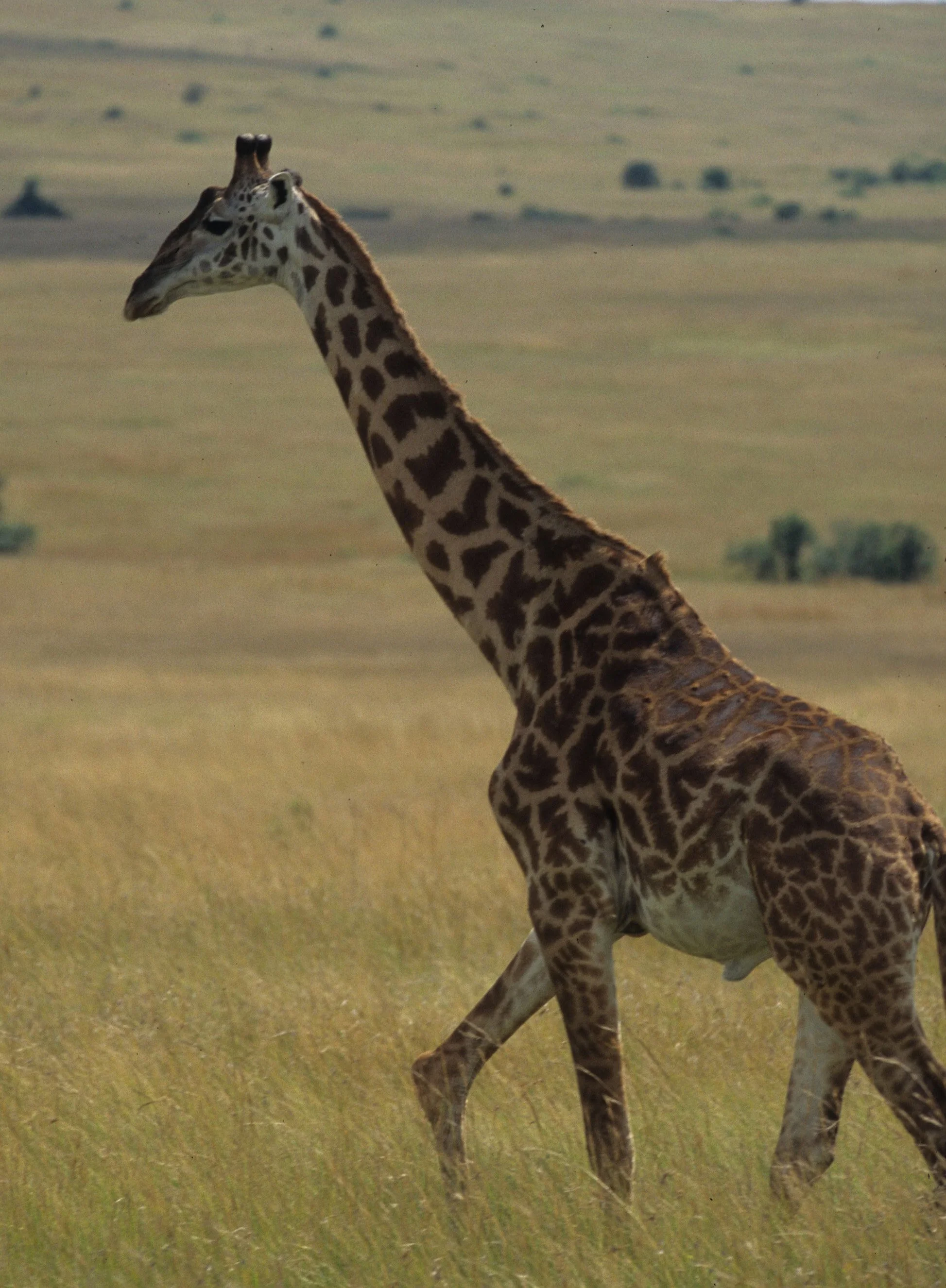 GIRAFFE-MASAI-SERENGETI 22.jpg