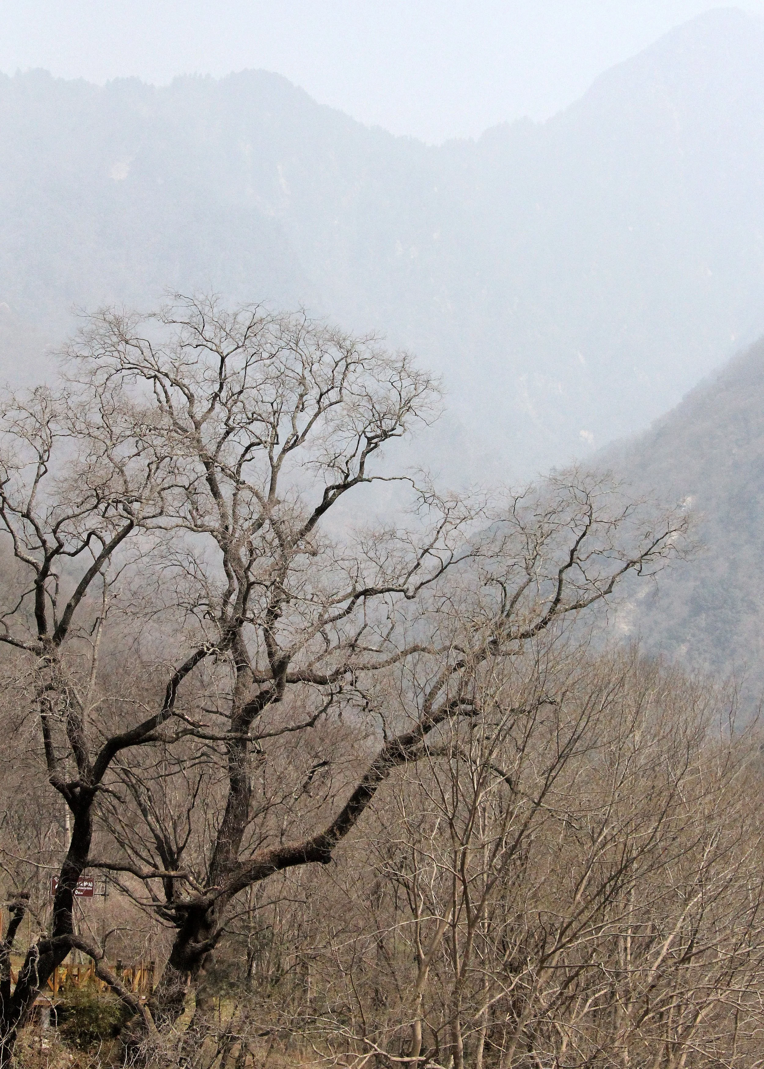 TANGJIAHE NATURE RESERVE, SICHUAN CHINA (40).JPG