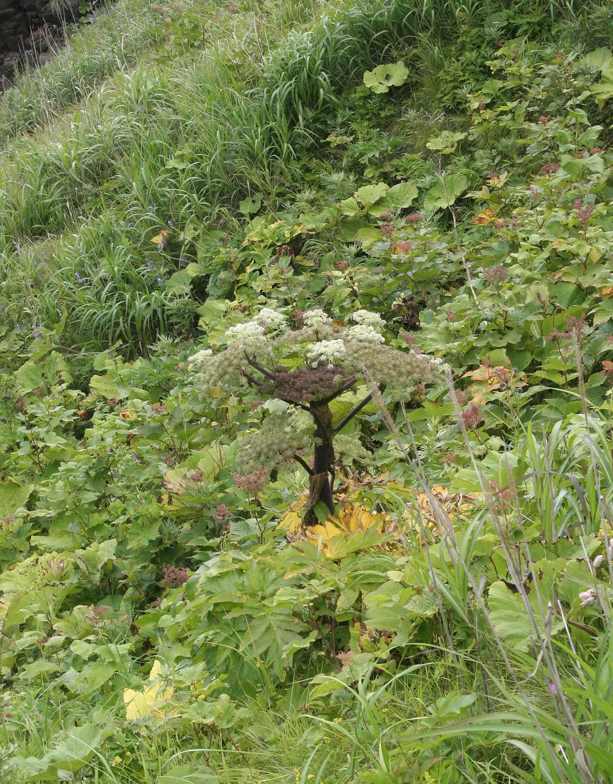 KURIL ISLANDS - FLORA  (70).jpg