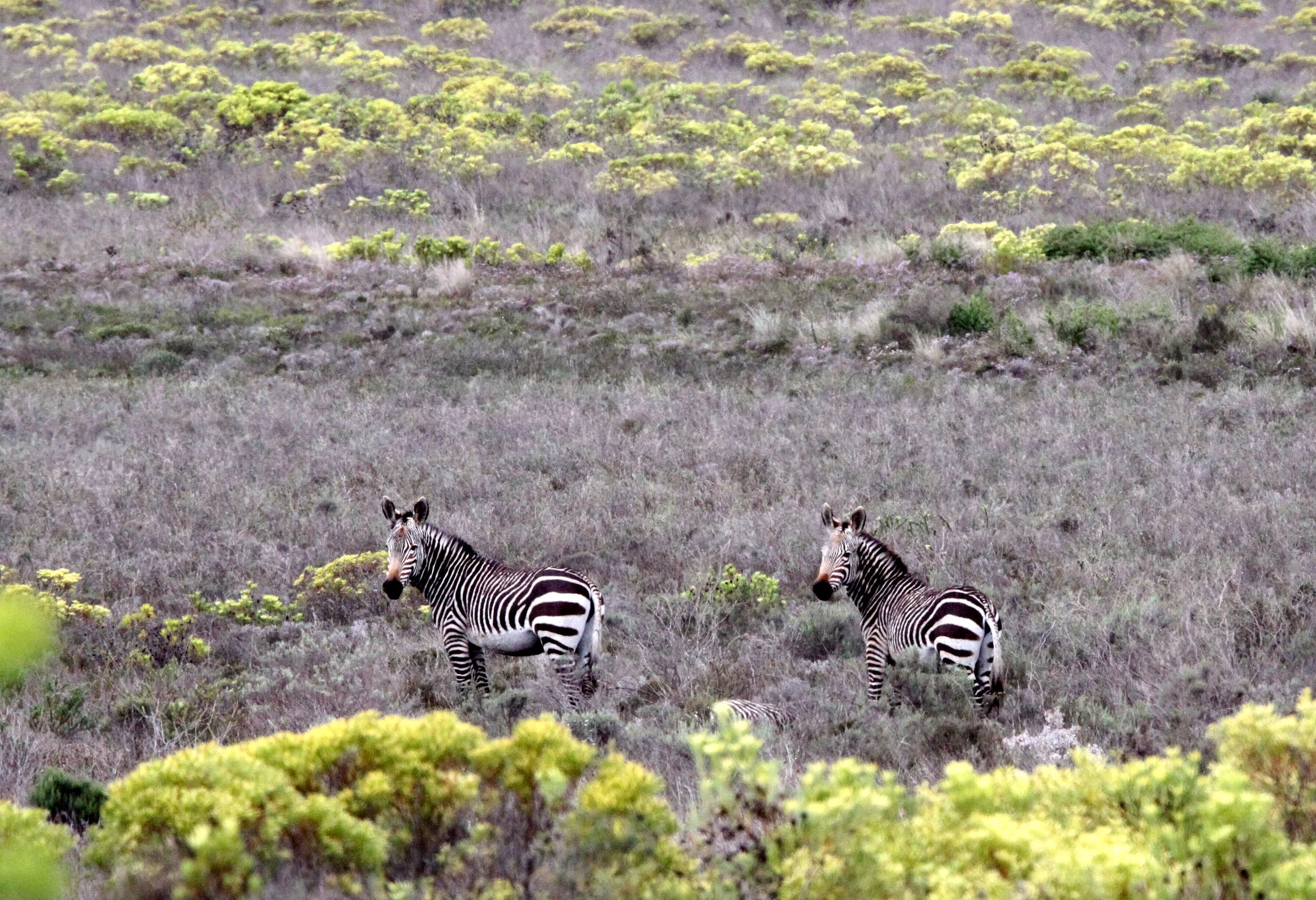 Equus zebra zebra - CAPE MOUNTAIN ZEBRA - BONTEBOK NATIONAL PARK SOUTH AFRICA (4).JPG