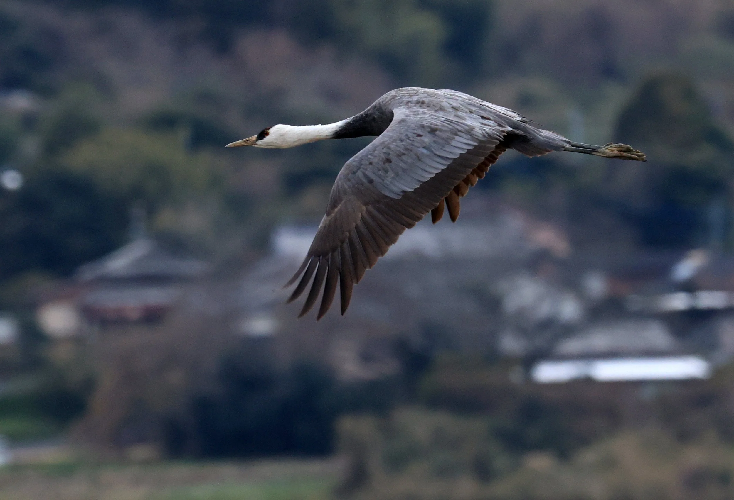 Hooded Crane (Grus monacha) Izumi Crane Park & Center, Izumi Kagoshima Kyushu Japan (125).jpg