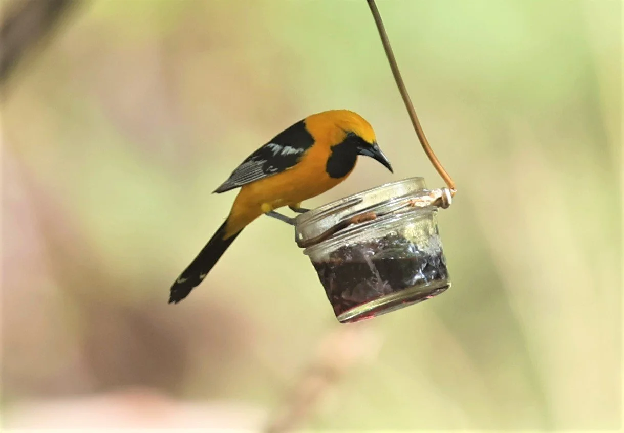 Hooded Oriole (Icterus cucullatus) Cave Creek Arizona (2).jpg