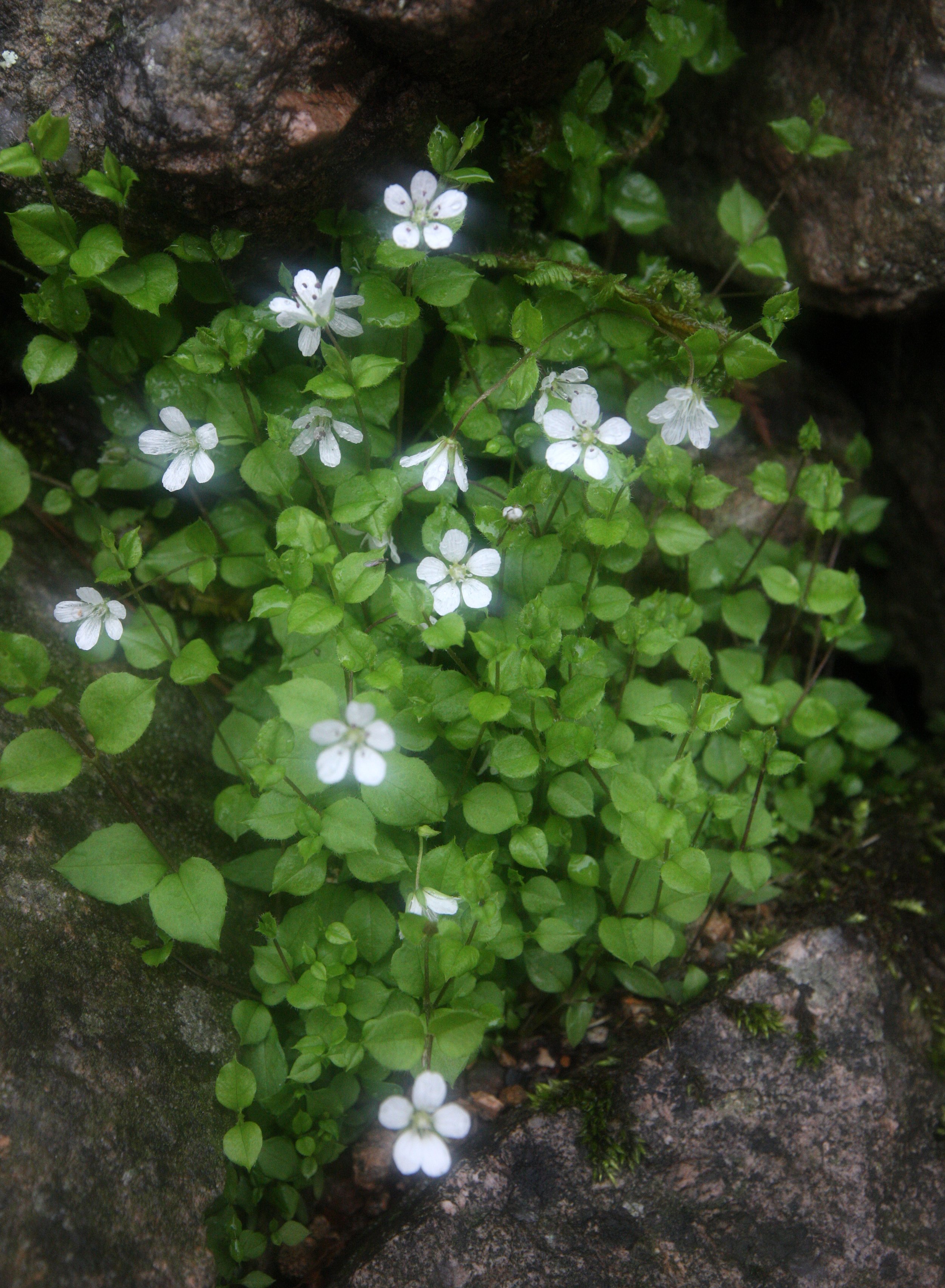 HUANGSHAN NATIONAL PARK ANHUI PROVINCE CHINA (227).JPG