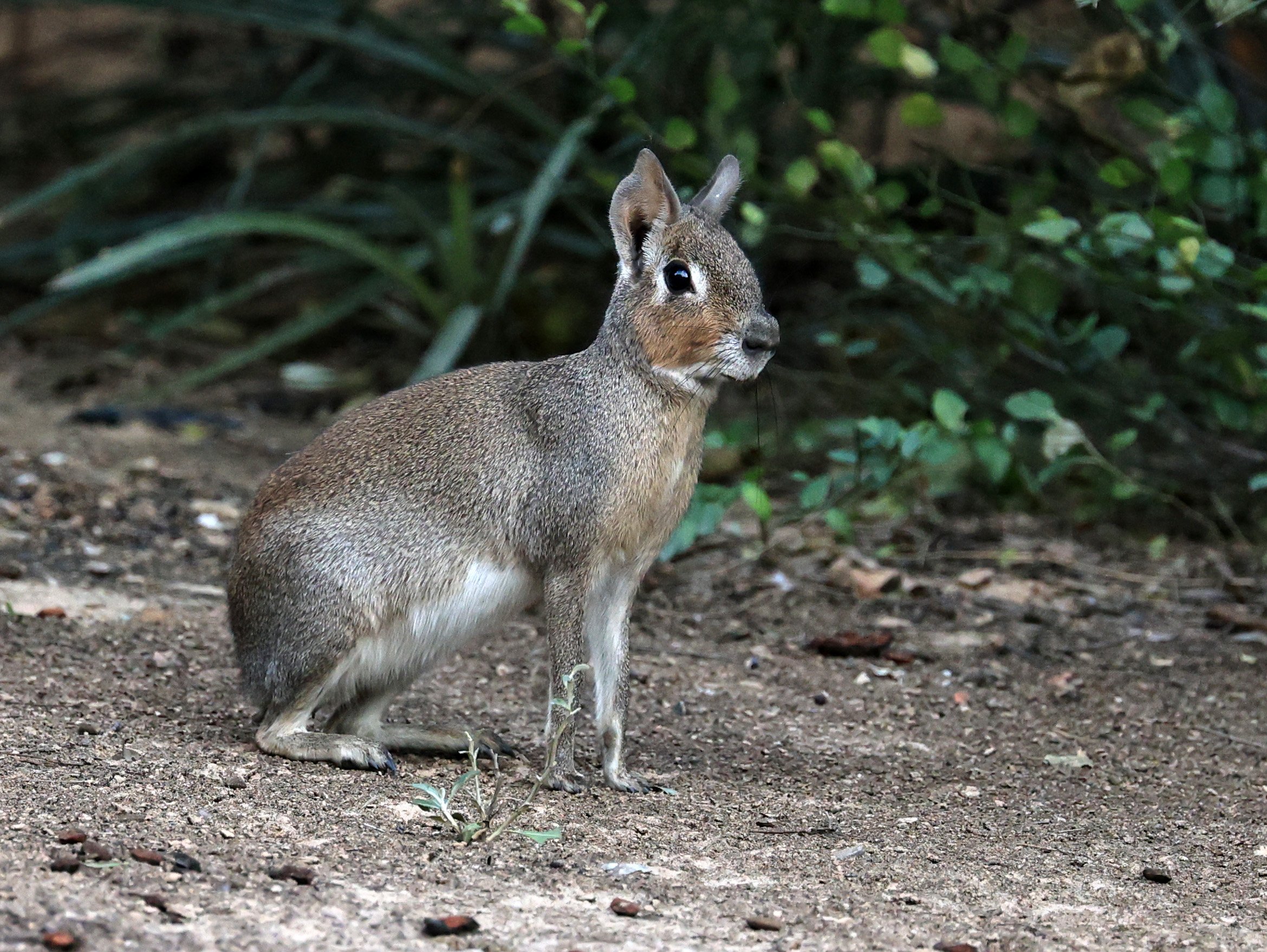Chacoan Mara (Dolichotis salinicola) Hotel Campestre Iparoma Paraguay (29).jpg