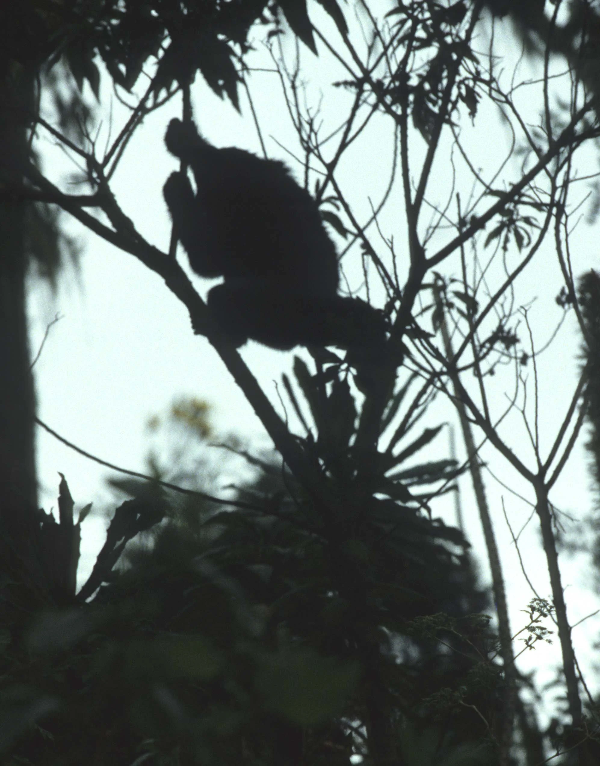 PRIMATE - GORILLA-RWANDA PARC DU VULCANS (19).jpg