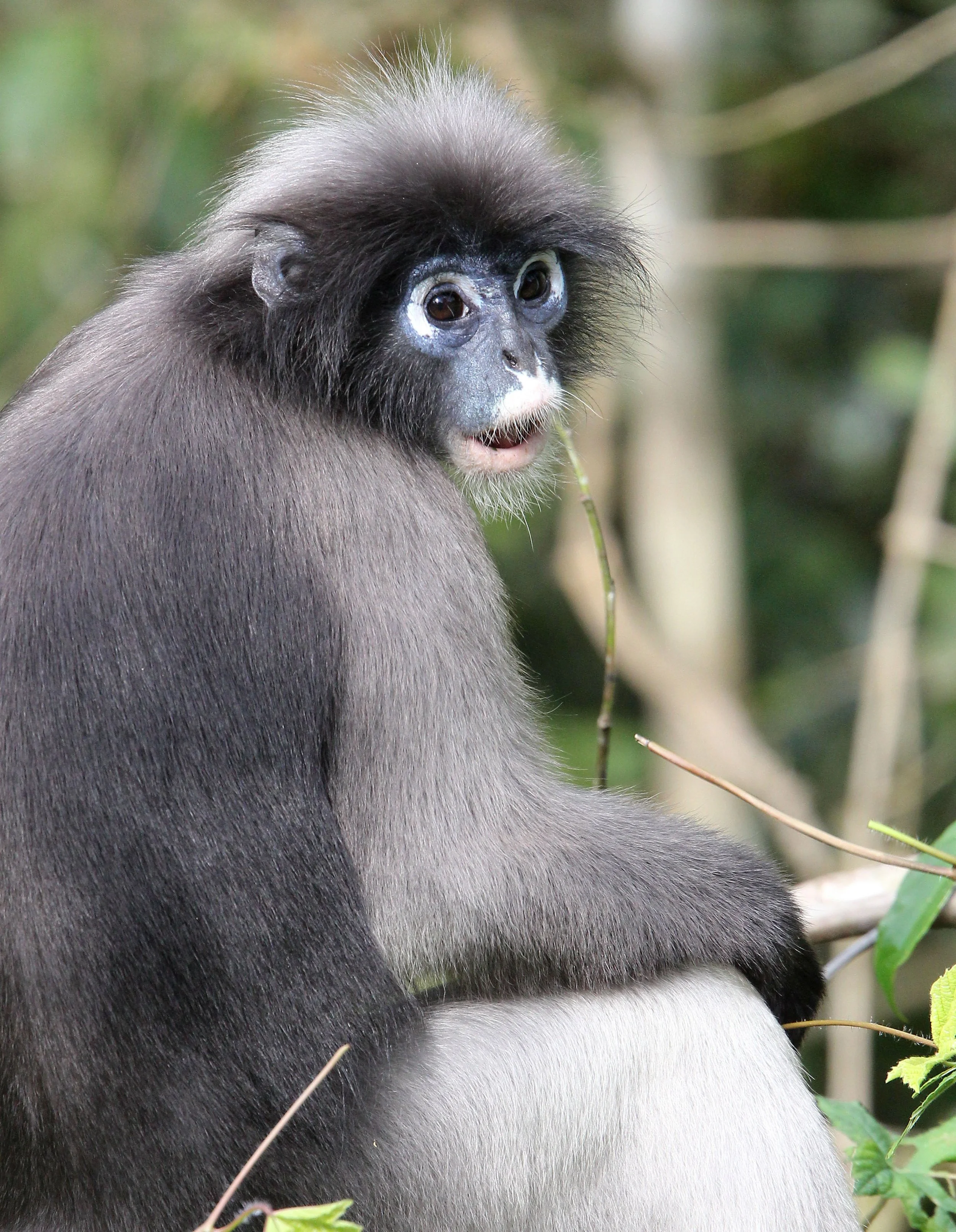 CERCOPITHECIDAE - Trachypithecus obscurus flavicauda - BLOND-TAILED (DUSKY) LANGUR - KAENG KRACHAN  NATIONAL PARK THAILAND (19).JPG