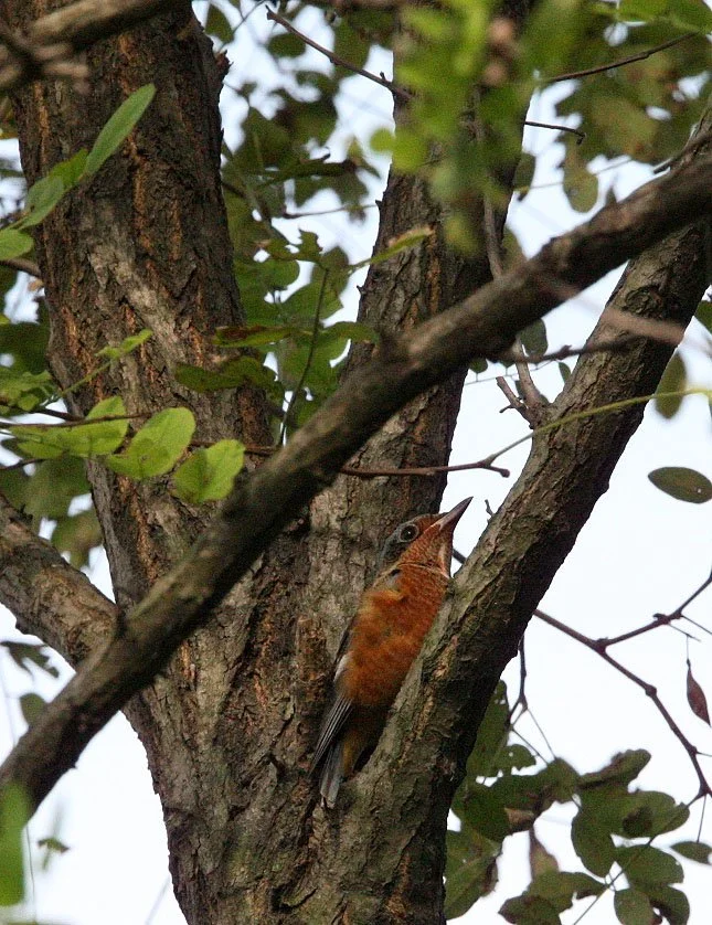 BIRD - THRUSH - WHITE-THROATED ROCK THRUSH -  NANKOU, RUDONG, CHINA (49).JPG