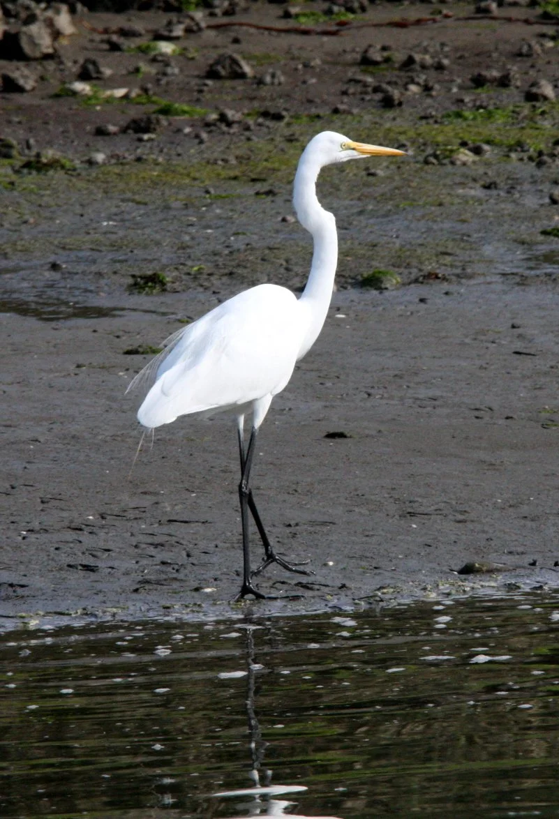 EGRET -  AMERICAN GREAT EGRET - Ardea alba egretta - ELKHORN SLOUGH WILDLIFE REFUGE CALIFORNIA (1).JPG