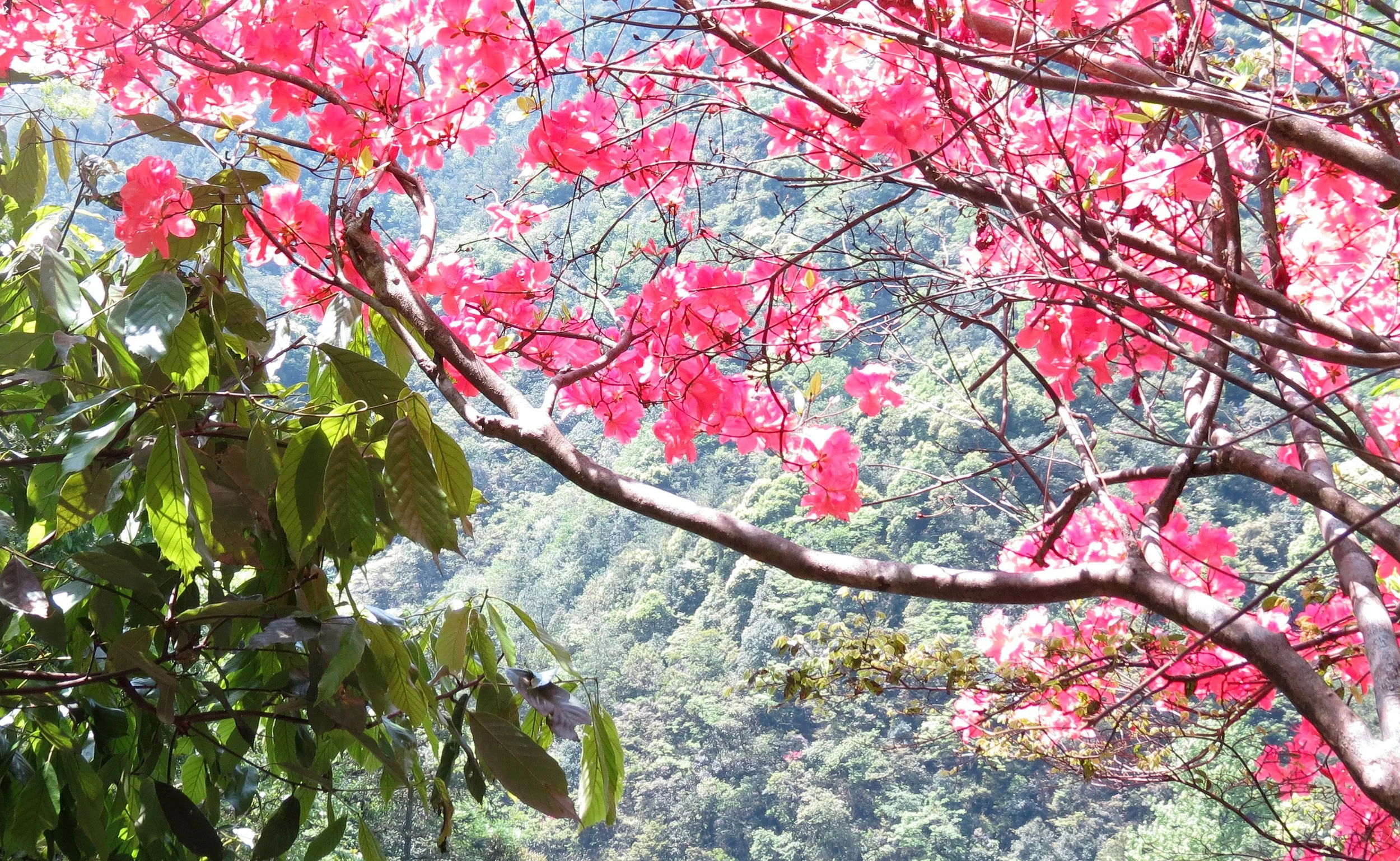 MONKEY VALLEY - FUXI VILLAGE NEAR HUANGSHAN CHINA (61).JPG