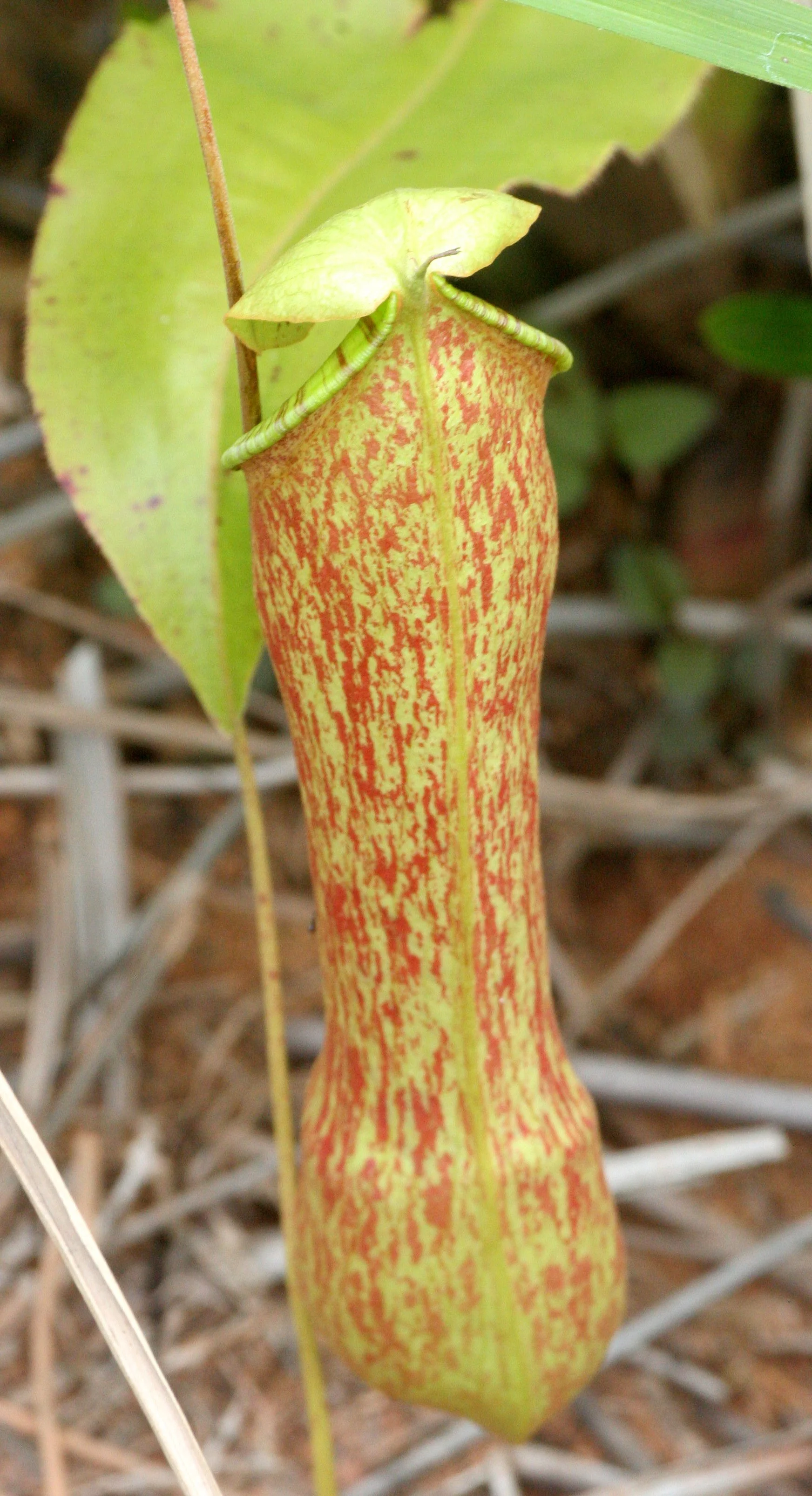 TABIN WILDLIFE RESERVE BORNEO - NEPENTHES SPECIES - PITCHER PLANT.JPG