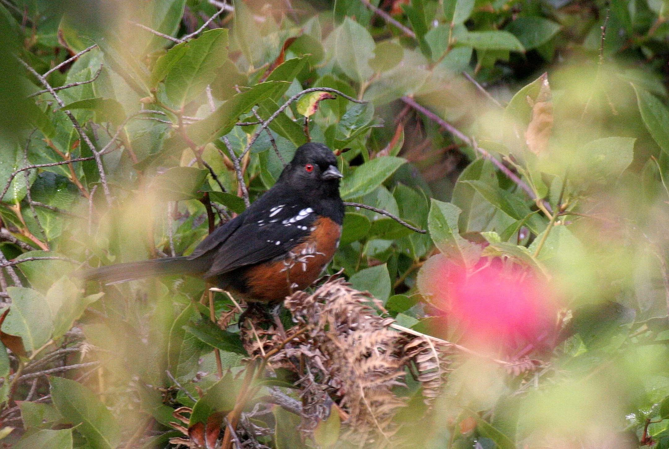 Spotted Towhee (Pipilo maculatus) Port Angeles Washington (2).jpg