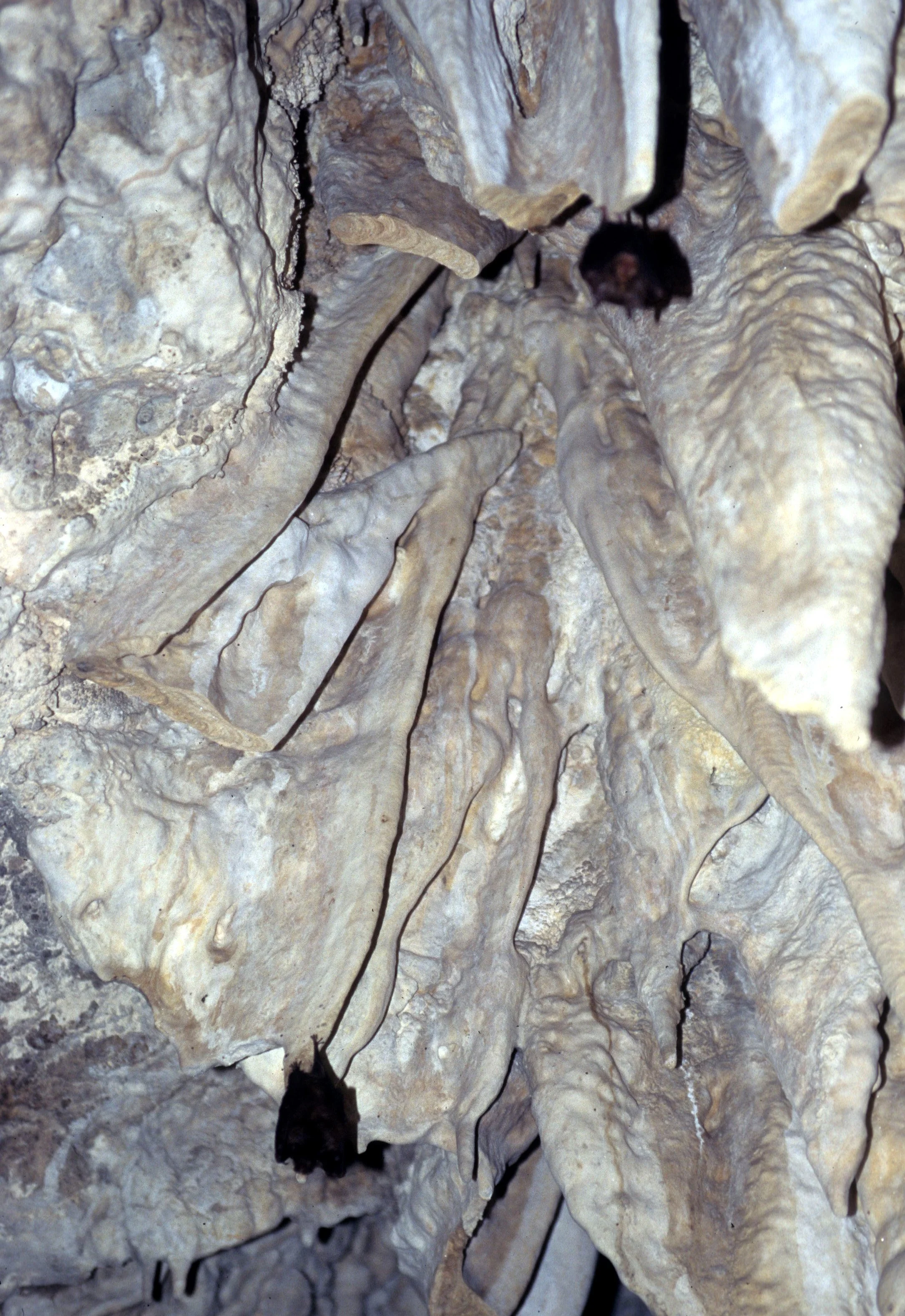 CHIROPTERA - INSECTIVOROUS BAT - FLORES CAVE INDONESIA A.jpg