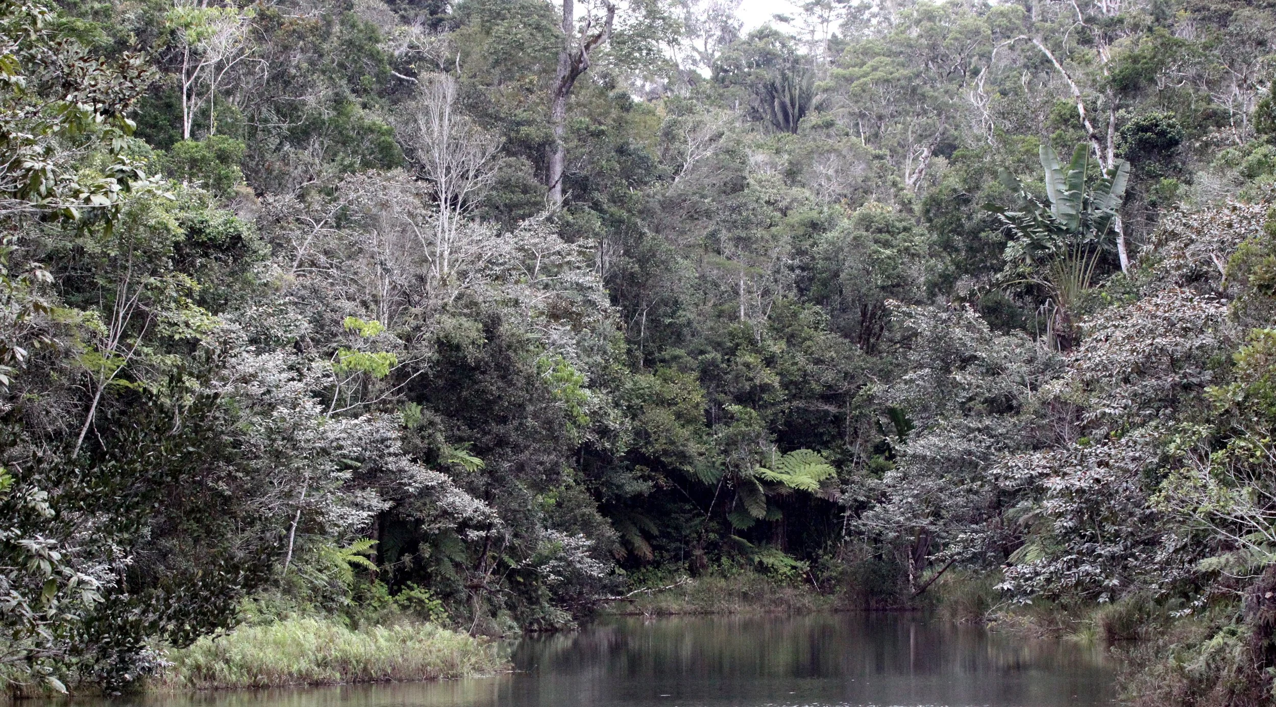 MANTADIA NATIONAL PARK MADGASCAR - FOREST VIEWS.JPG