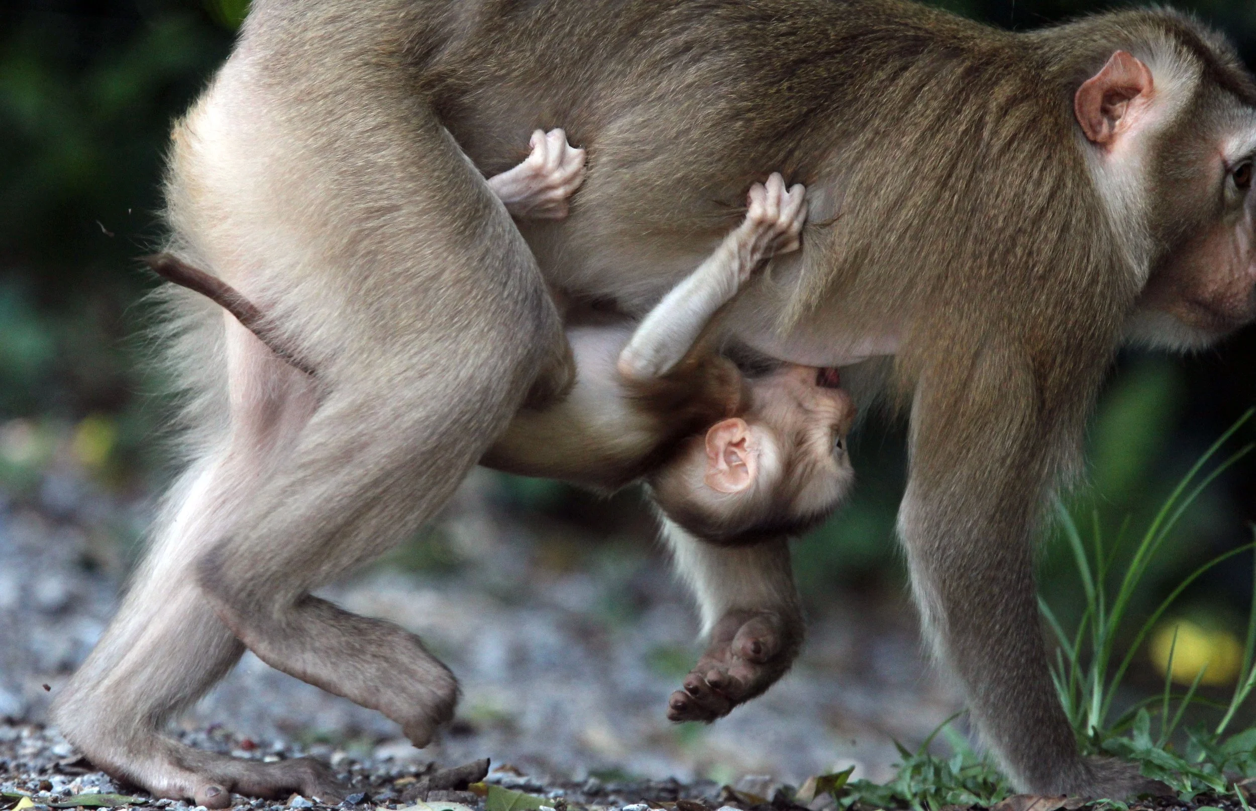 CERCOPITHECIDAE - Macaca leonina - NORTHERN PIG-TAILED MACAQUE - KHAO YAI NATIONAL PARK THAILAND (134).JPG