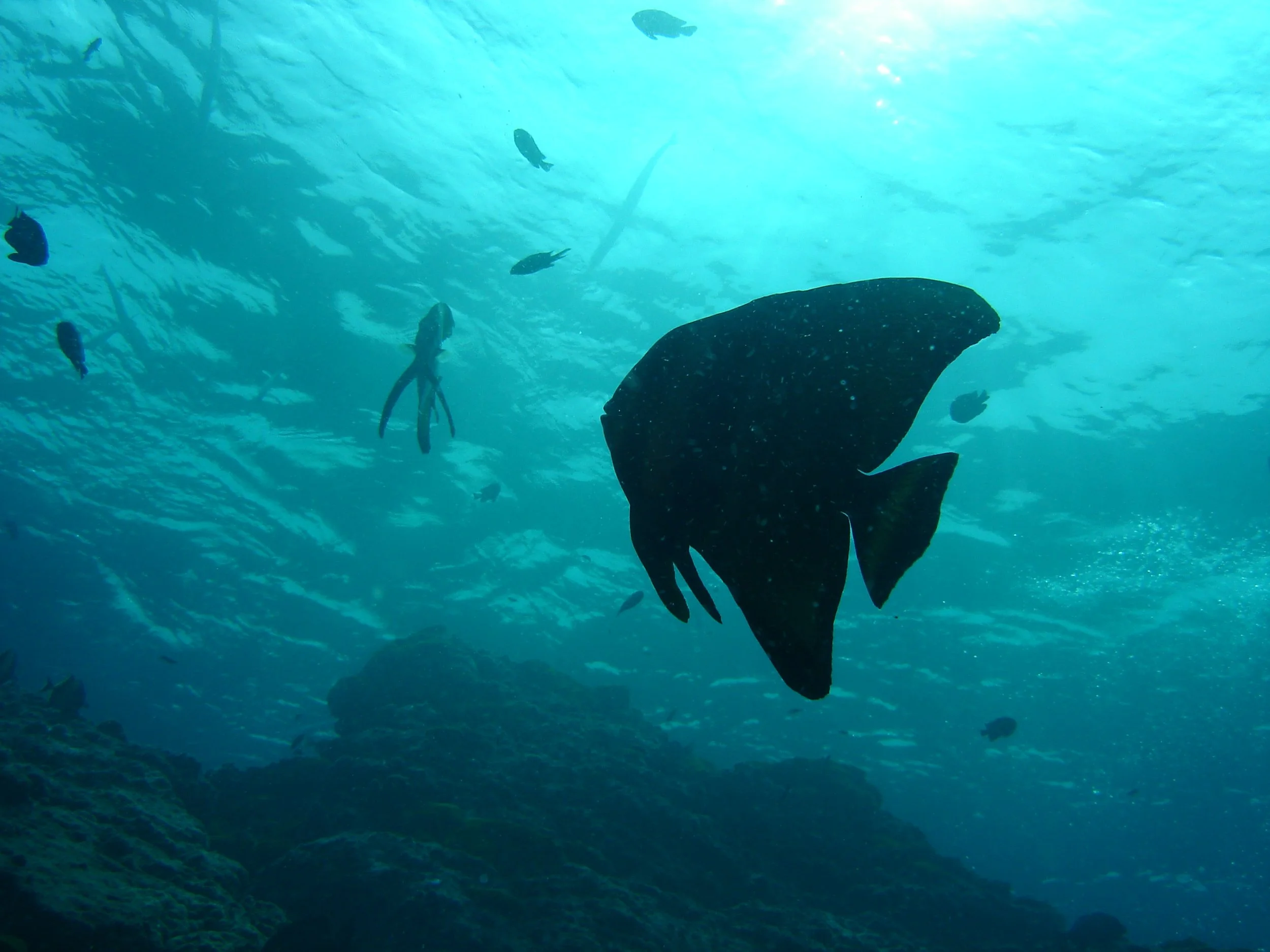 Ephippidae - Platax teira - Batfish - Similans Thailand (1).JPG