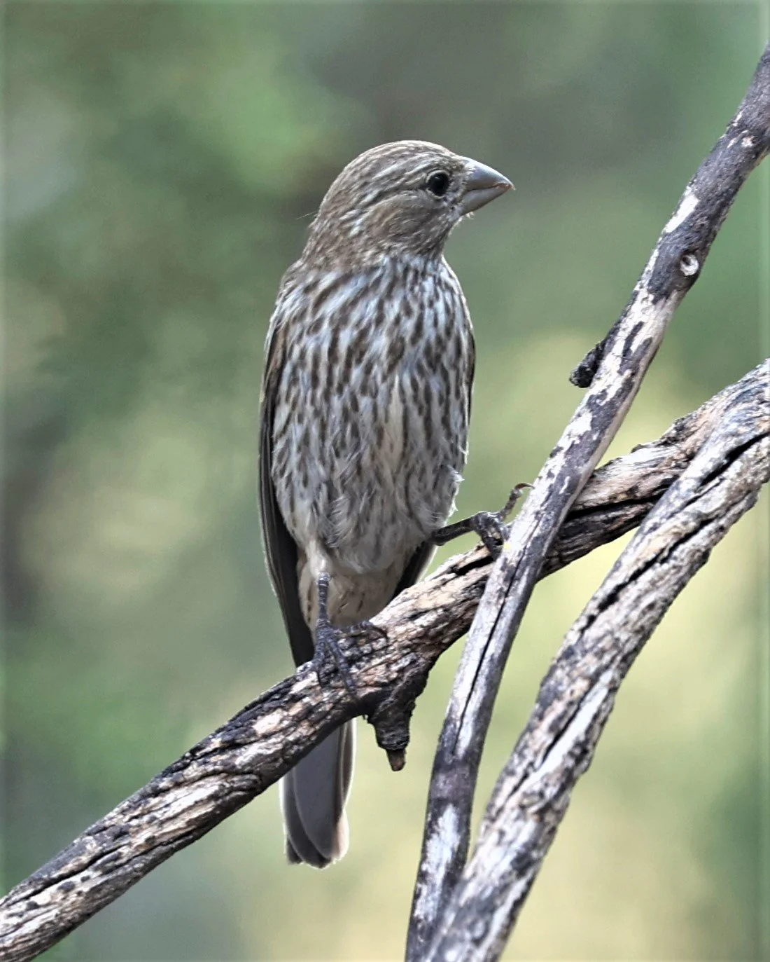 House Finch (Haemorhous mexicanus) Davis Mountains State Park, Texas (15).jpg