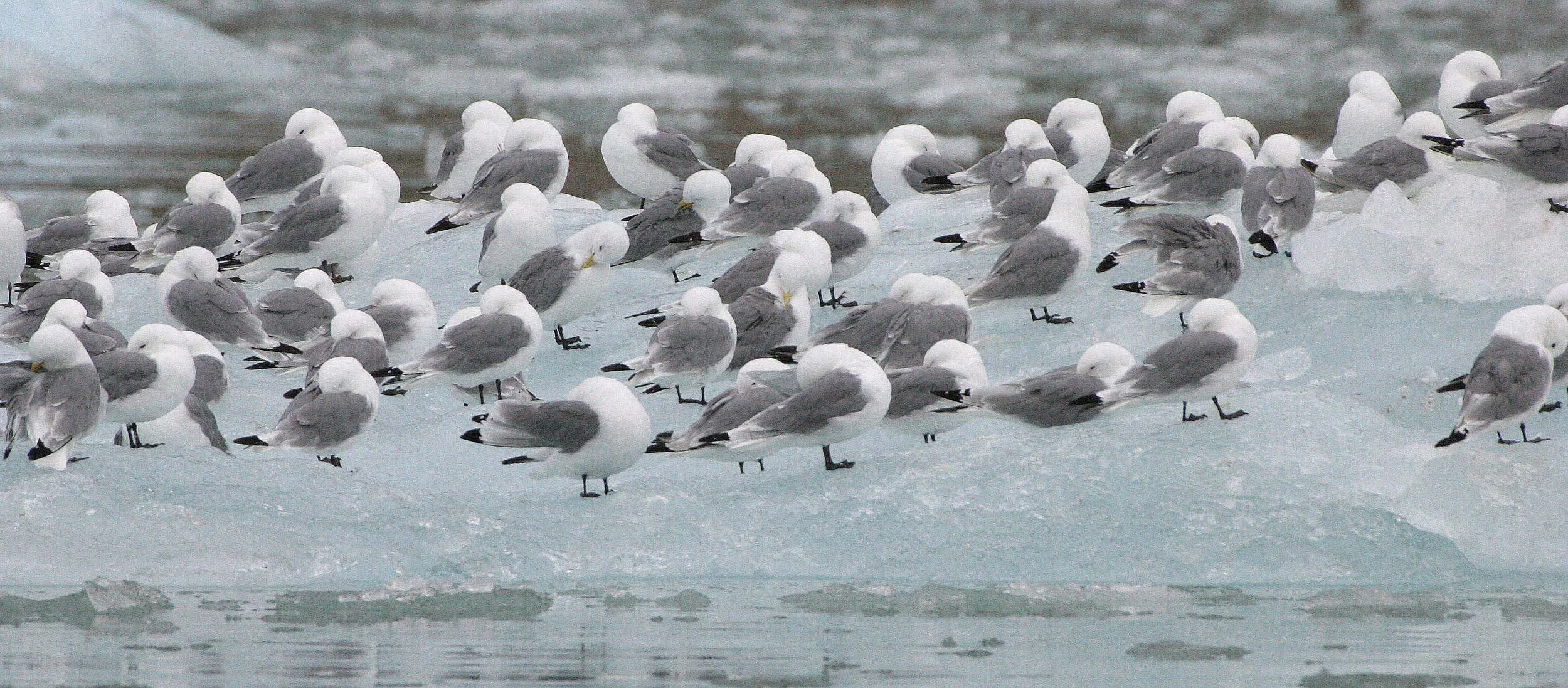 BIRD - KITTIWAKE - BLACK-LEGGED - SVALBARD (24).jpg