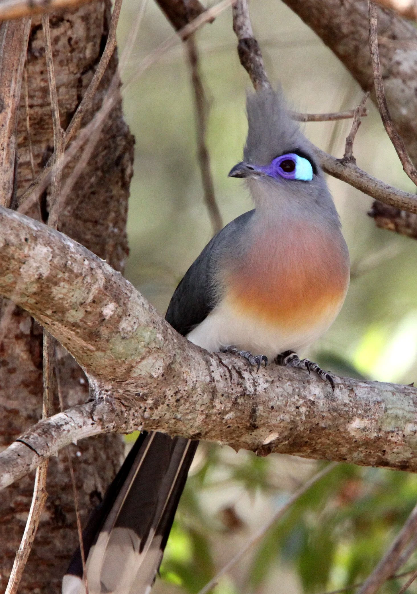 Crested Coua (Coua cristata) Kirindy NP Madagascar (7).JPG