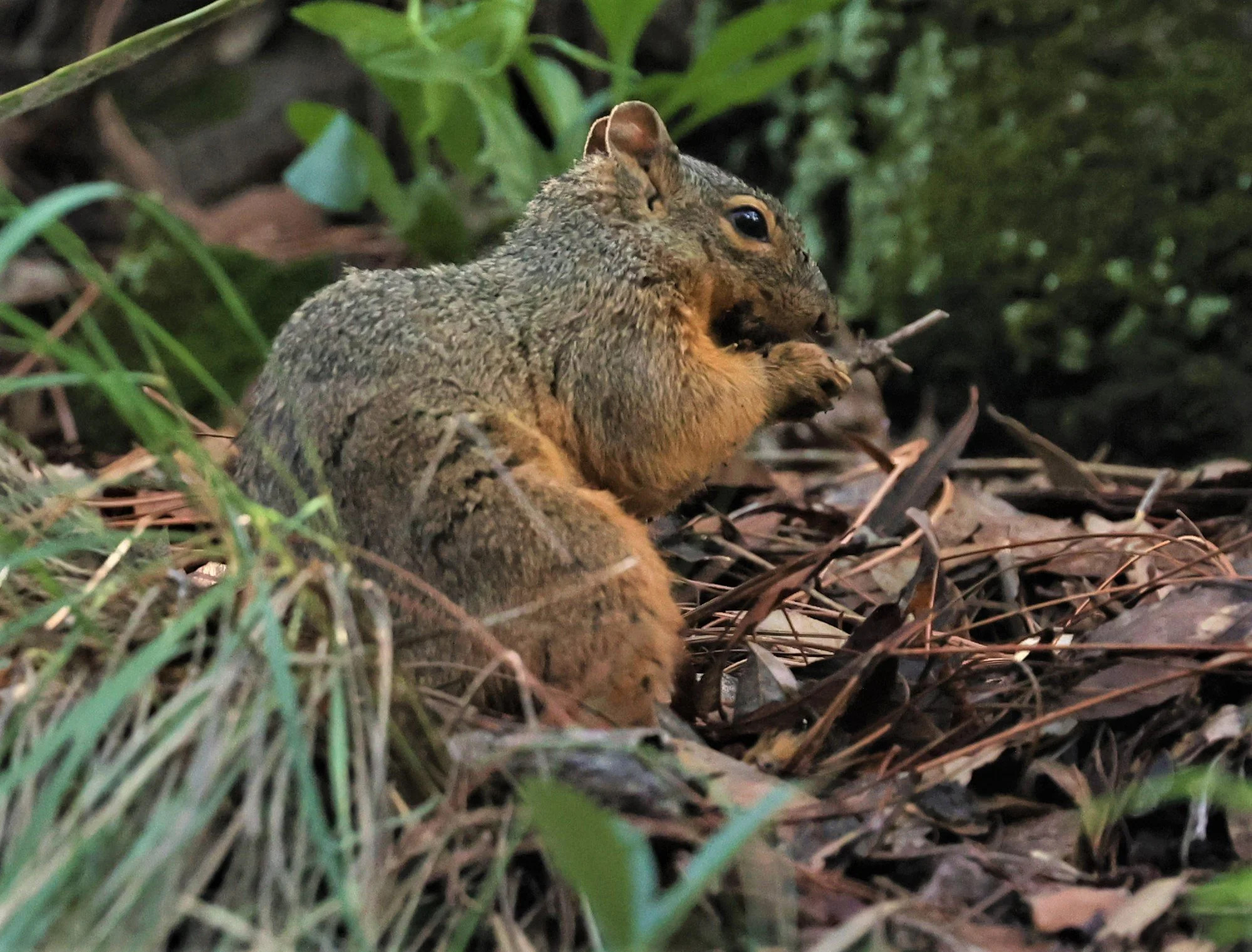 Sciurus nayaritensis - APACHE (MEXICAN) FOX SQUIRREL - CAVE CREEK ARIZONA, SOUTH FORK TRAIL ROAD 2022 (63).jpg