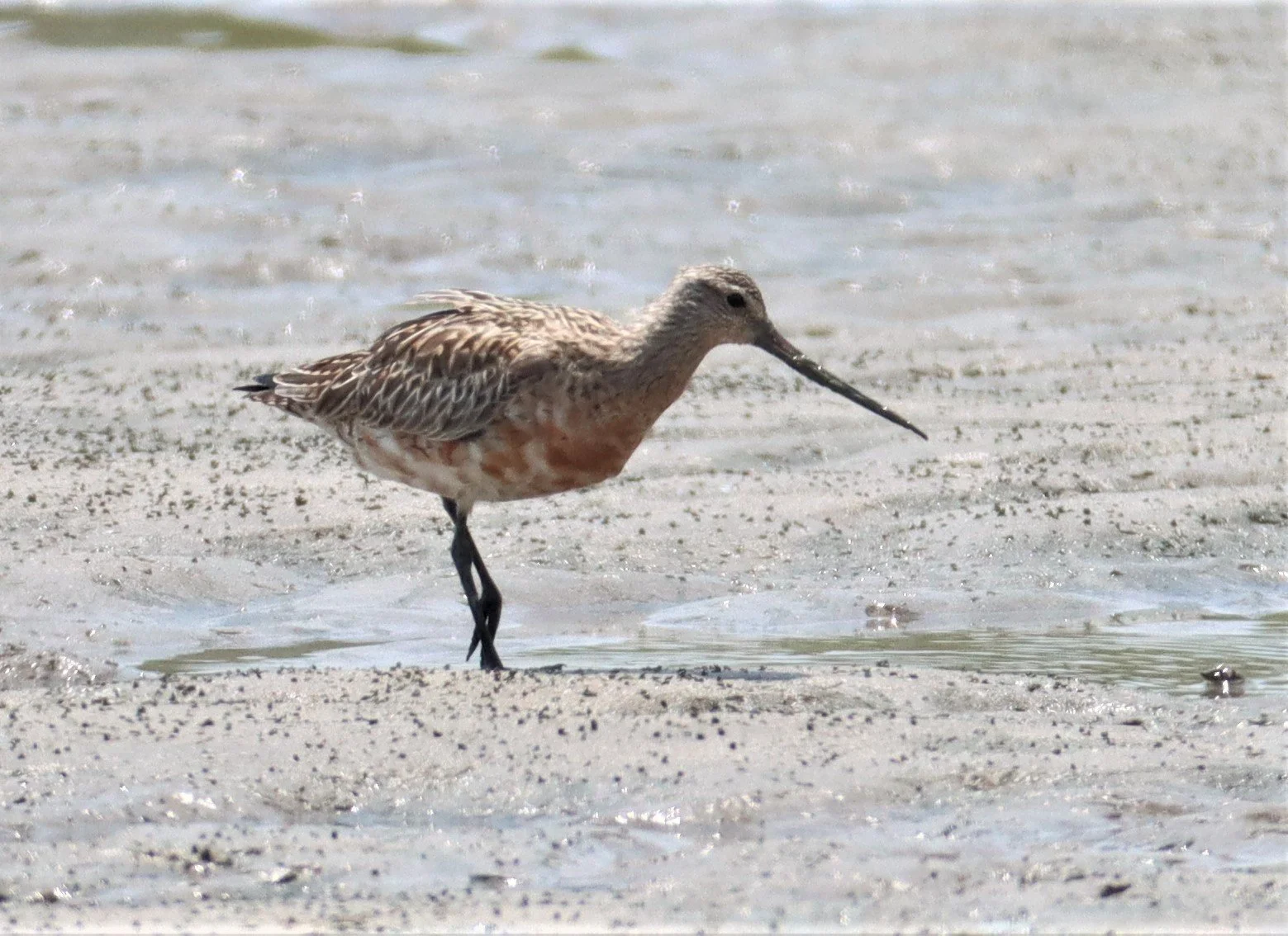 GODWIT - BAR-TAILED GODWIT - Limosa lapponica - KING'S GREEN CAVIAR PROJECT PETBURI  (23).jpg