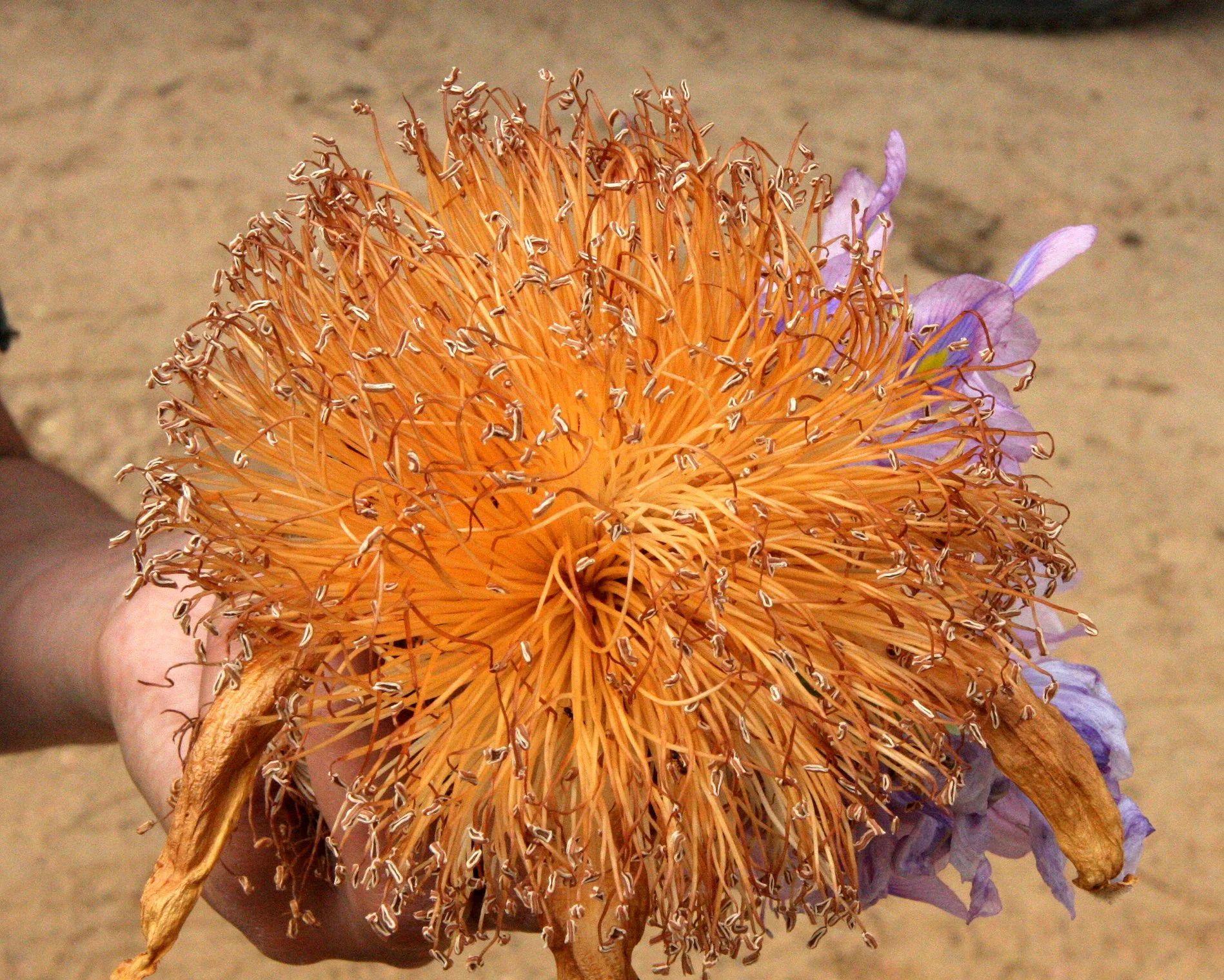 PLANT - BAOBAB - ADANSONIA GRANDIDIERI -  FLOWER - AVENUE DU BAOBABS MORONDAVA MADAGASCAR (3).JPG