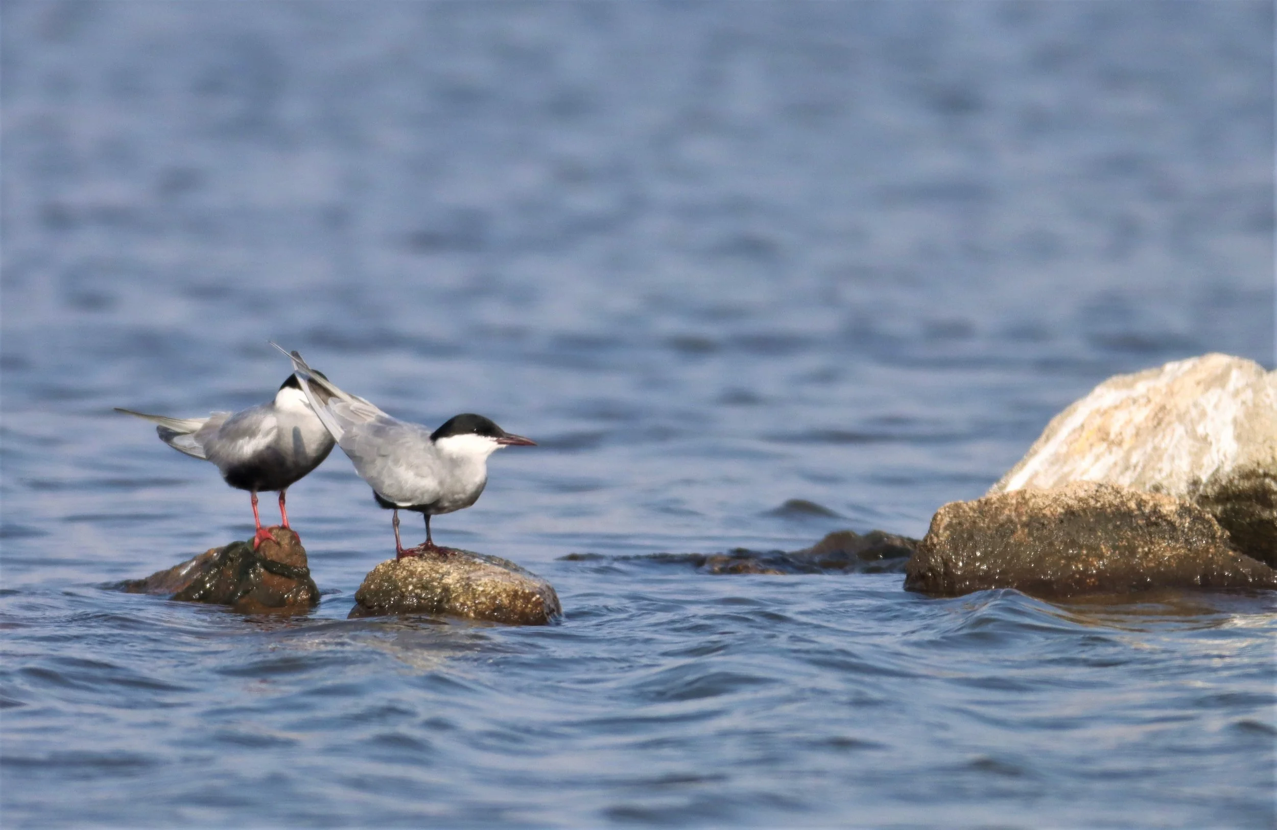 TERN - WHISKERED TERN - Chlidonias hybridus - BANG PAKONG SALT PANS CHACHOENGSAO WEST OF RIVER (28).jpg