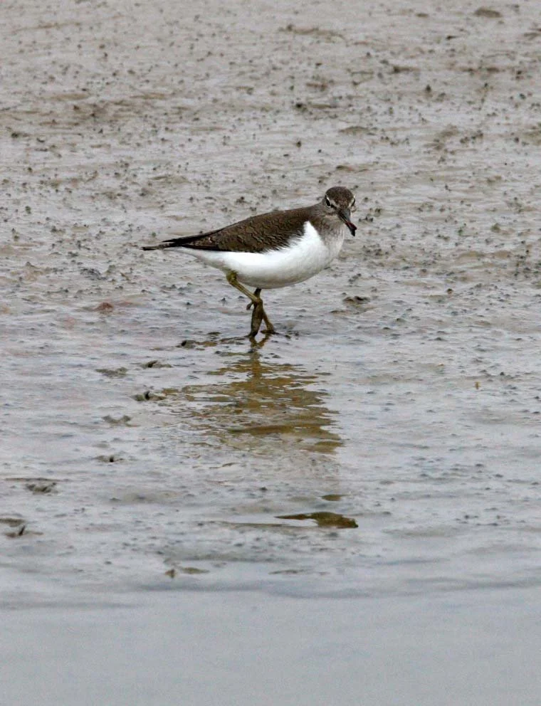BIRD - SANDPIPER - COMMON SANDPIPER- YANCHENG CHINA (19).JPG