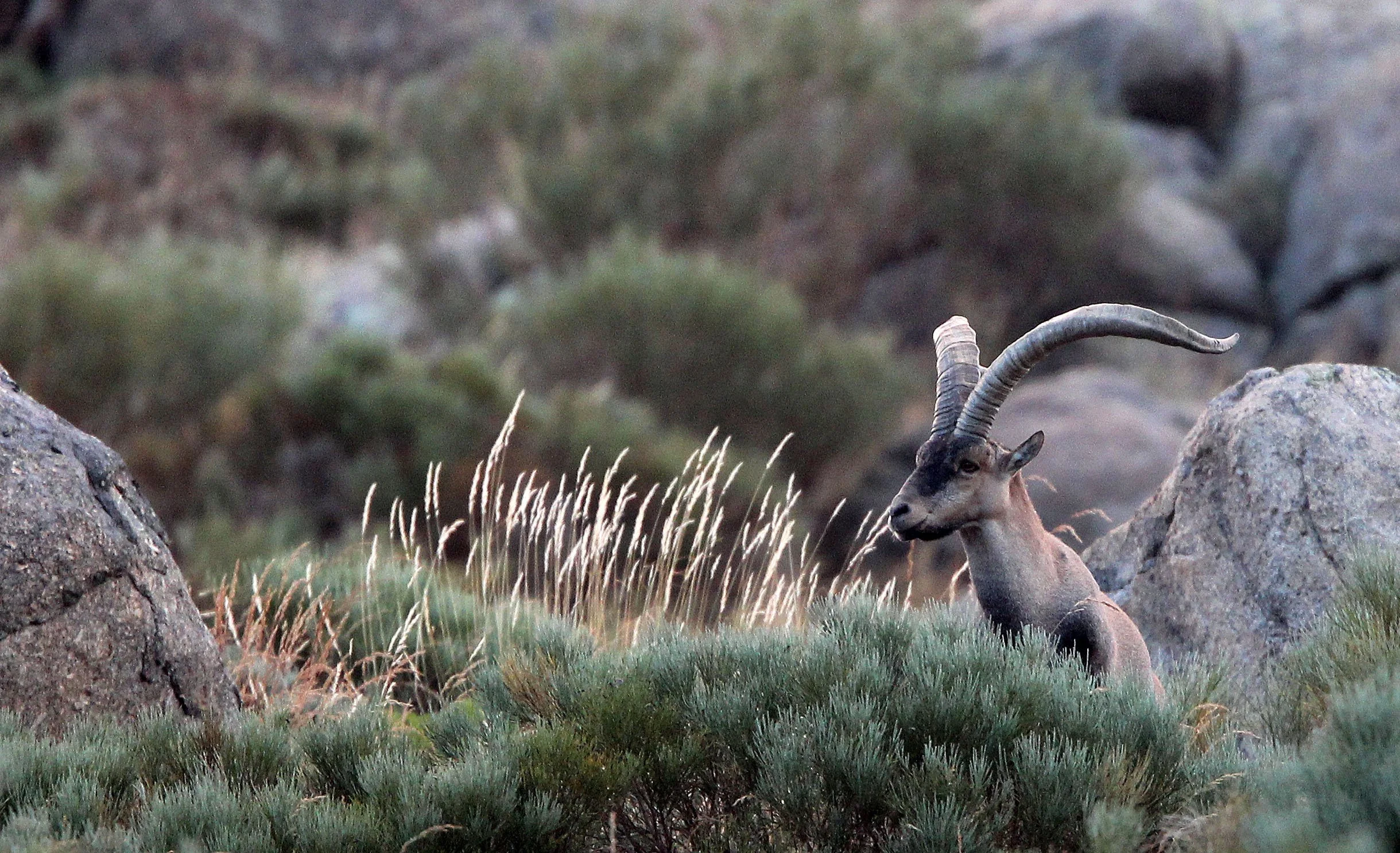 IBEX - WESTERN SPANISH (GREDOS) IBEX - Capra pyrenaica victoriae) SIERRA DE GREDOS NATIONAL PARK SPAIN (85).JPG