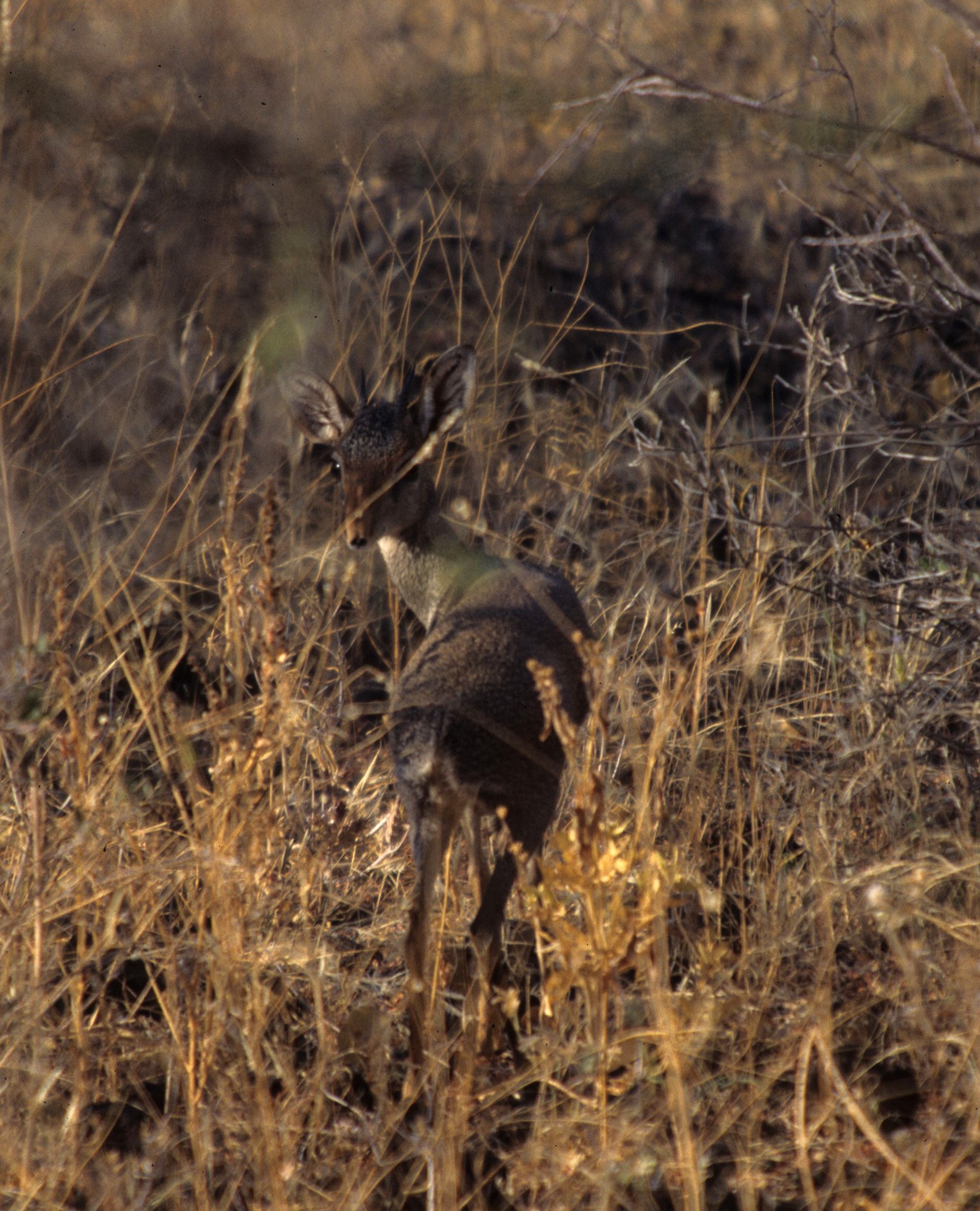 BOVID - DIK DIK - KIRKS - SERENGETI (9).jpg