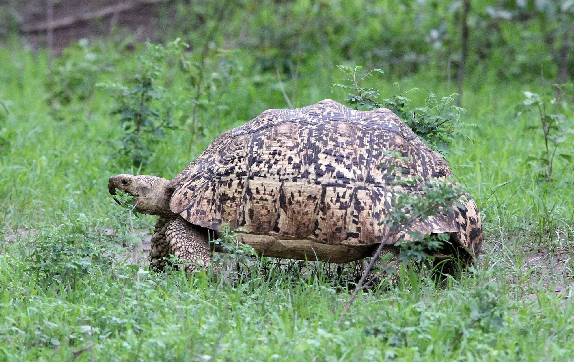 African Leopard Tortoise (Stigmochelys pardalis) Ethiopia