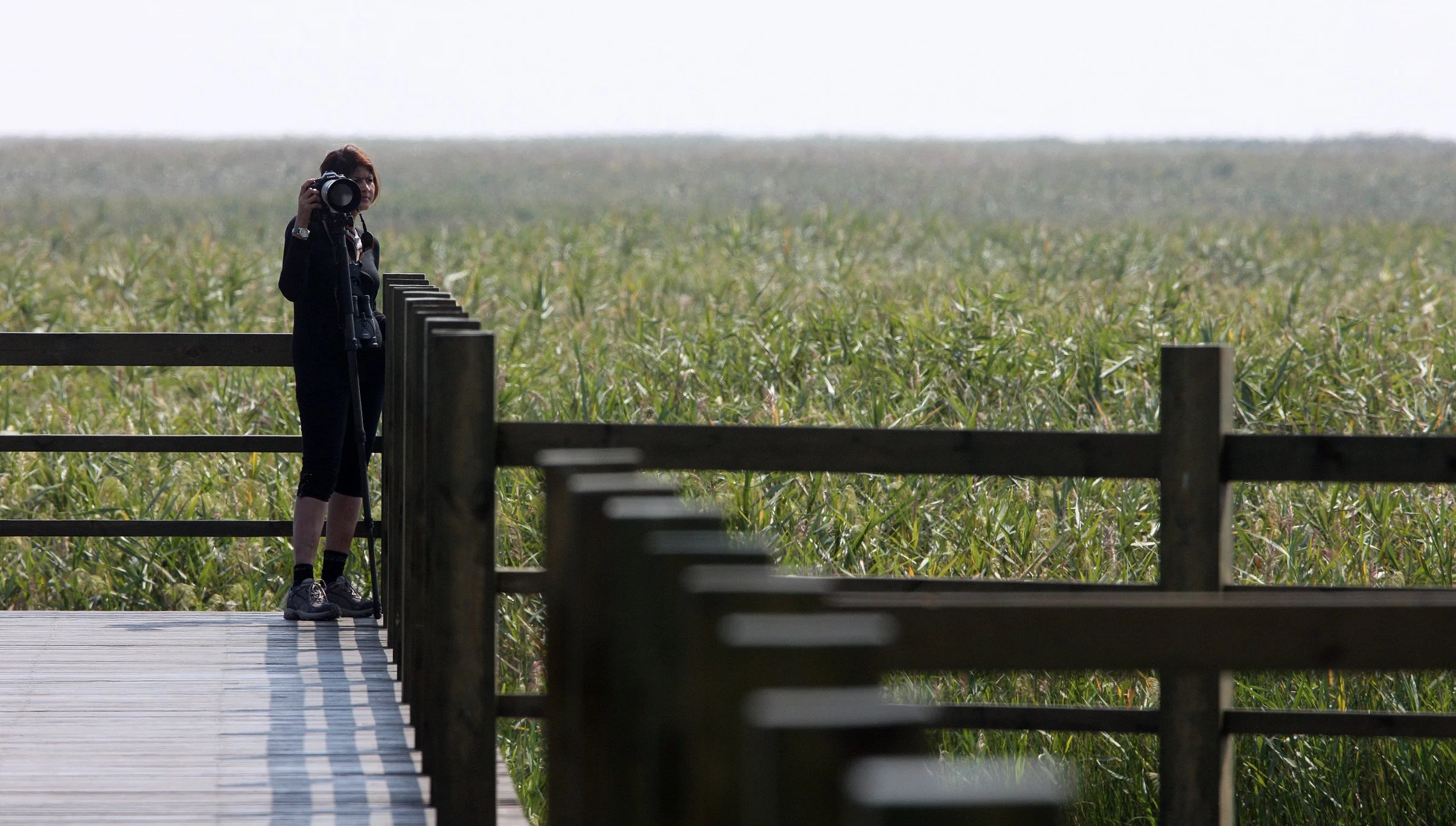 CHONGMING ISLAND - DONGTAN WETLANDS RESERVE (2).JPG