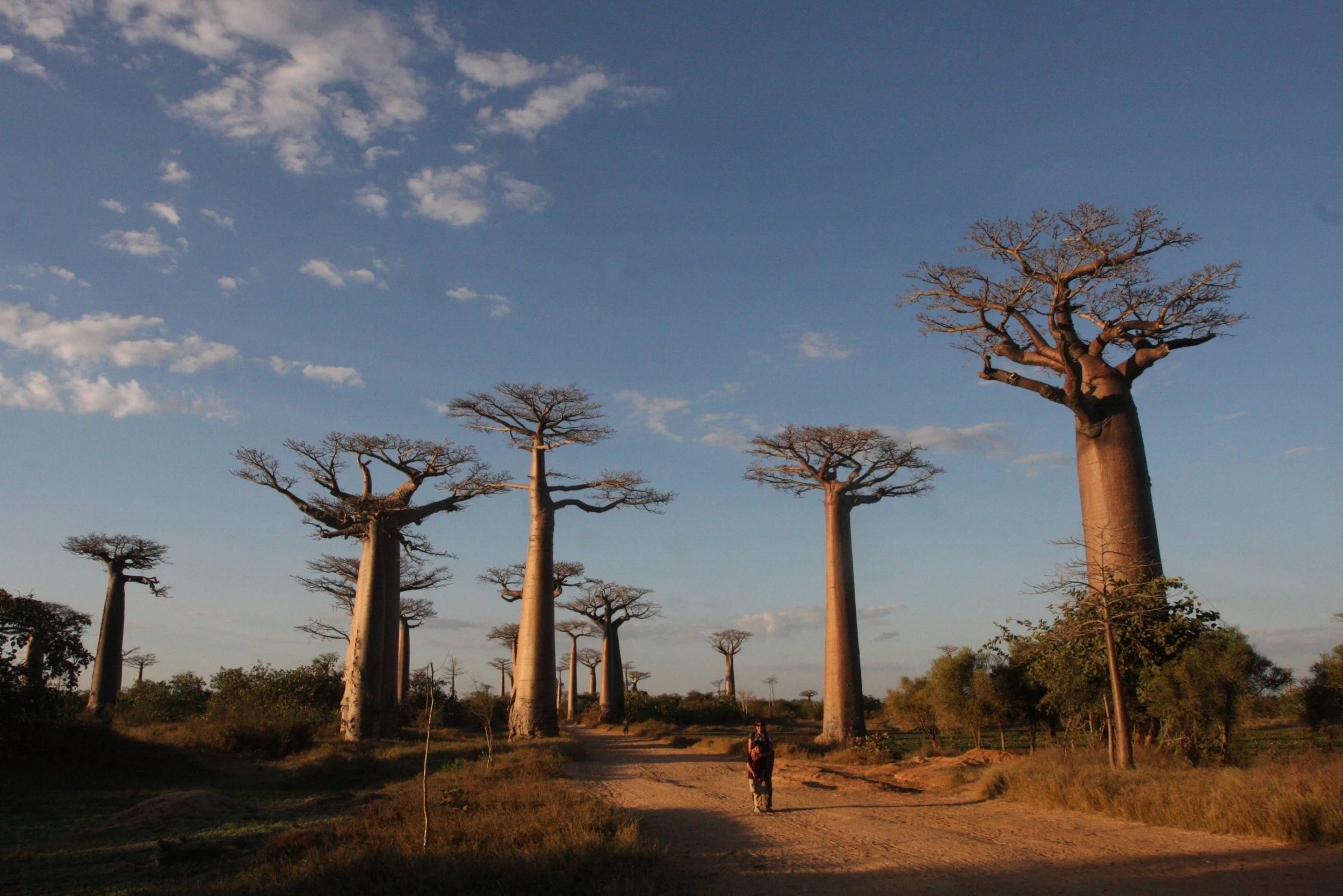 MORONDAVA MADAGASCAR - AVENUE DU BAOBABS - ADANSONIA GRANDIDIERI - VILLAGERS (37).JPG