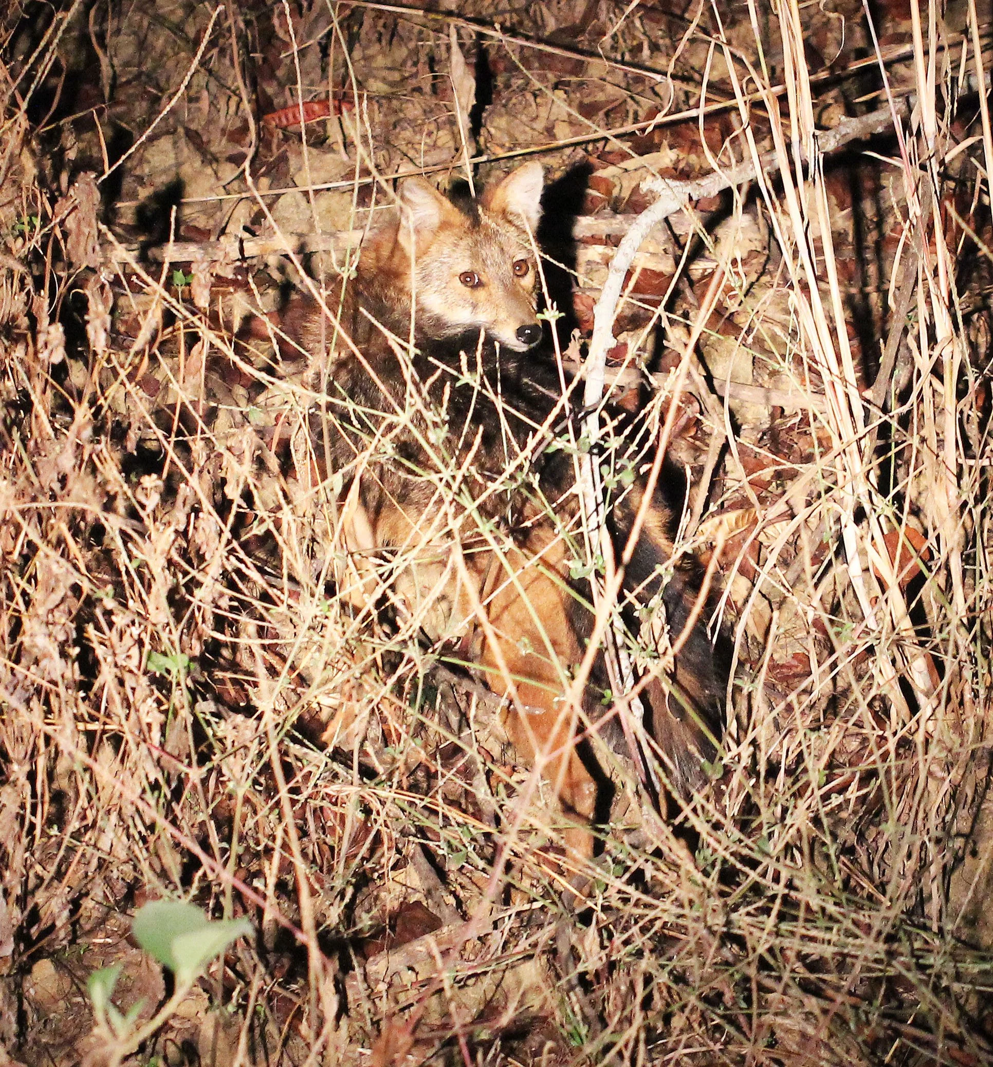 JACKAL - Canis aureus cruesemanni - INDOCHINESE (ASIAN GOLDEN) JACKAL - KHAO PANG MA NONHUNTING AREA THAILAND (23).JPG
