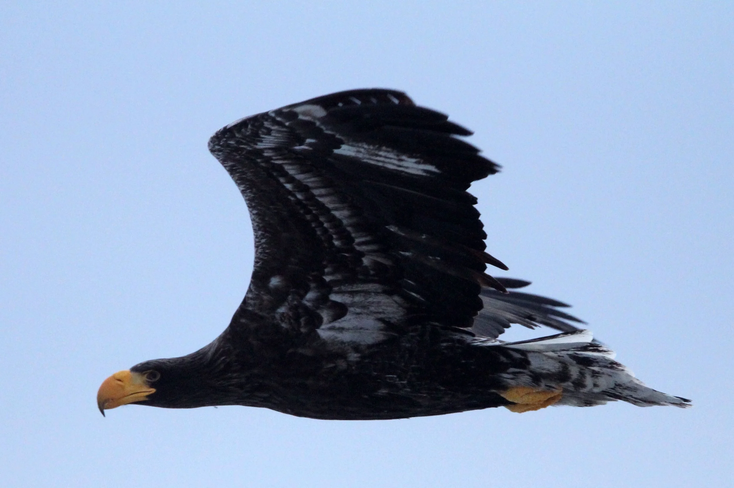 BIRD - EAGLE - STELLER'S SEA EAGLE - RAUSU, SHIRETOKO PENINSULA & NATIONAL PARK, HOKKAIDO JAPAN (56).JPG