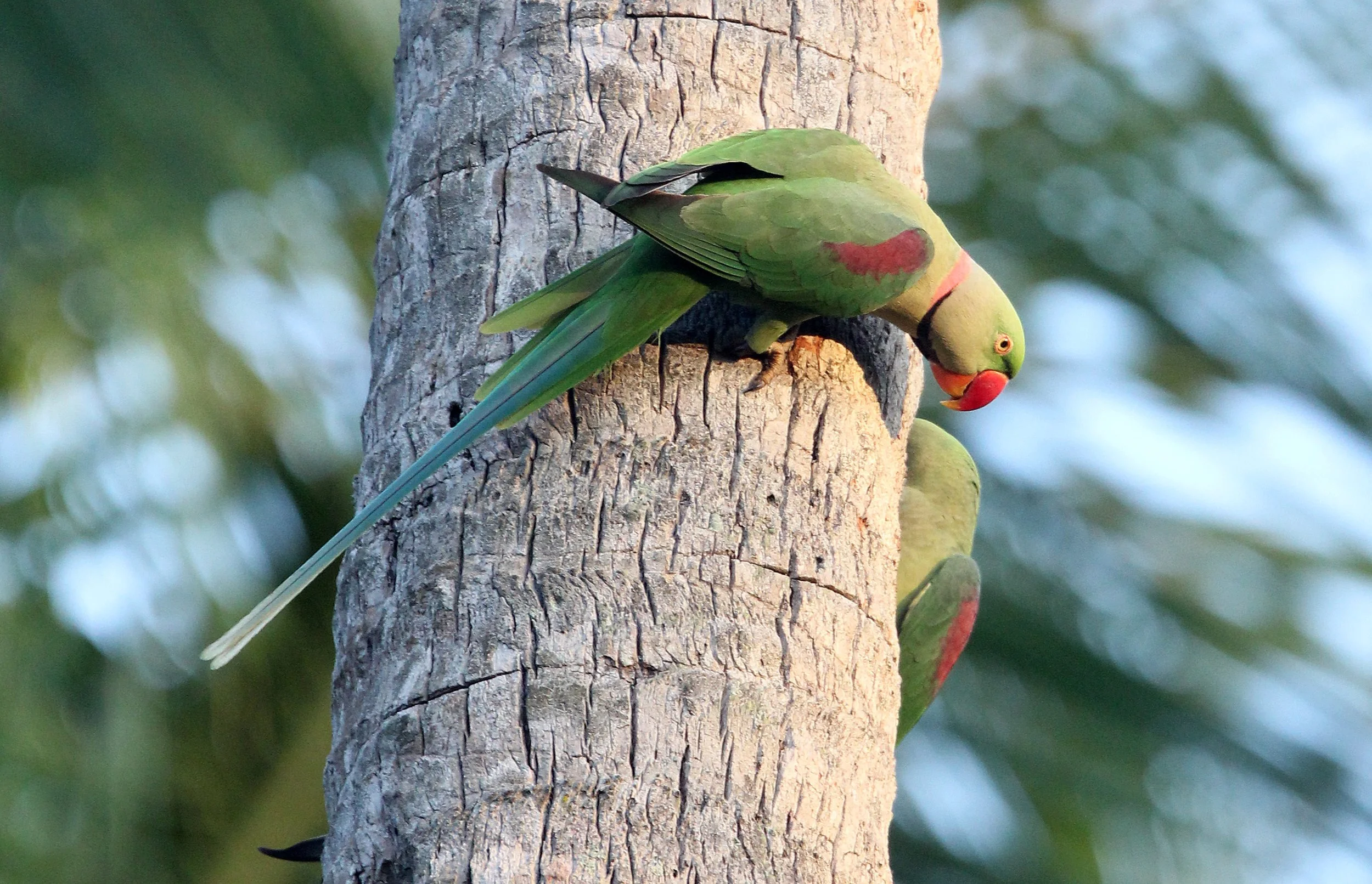 BIRD - PARAKEET - ALEXANDRINE PARAKEET - NIGAMBU FOREST AREA SRI LANKA (19).JPG