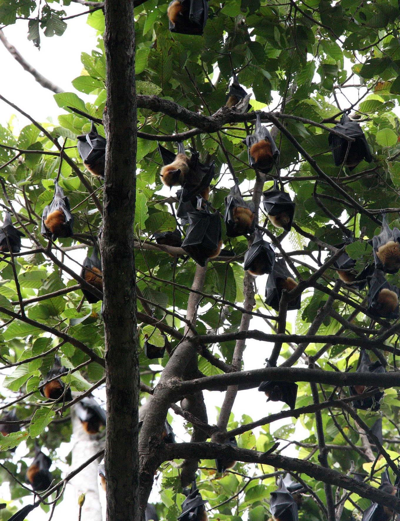 CHIROPTERA - LYLE'S FLYING FOX - SIEM REAP CAMBODIA (6).JPG