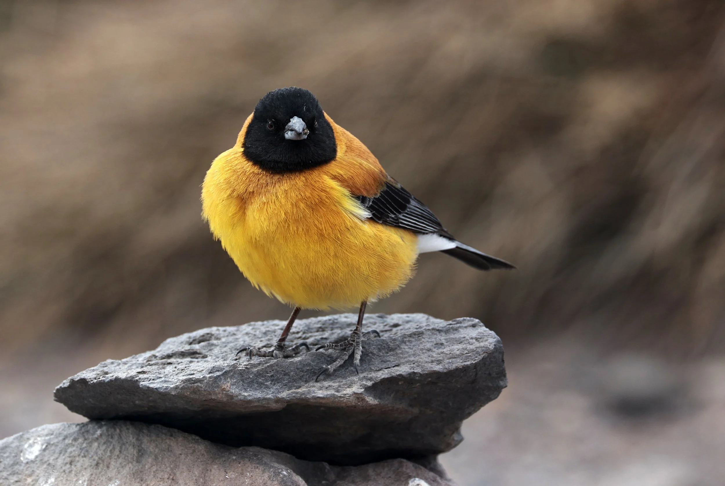 Finch - Black-hooded Sierra-Finch - Phrygilus atriceps - Lauca National Park, Chile (25).jpg