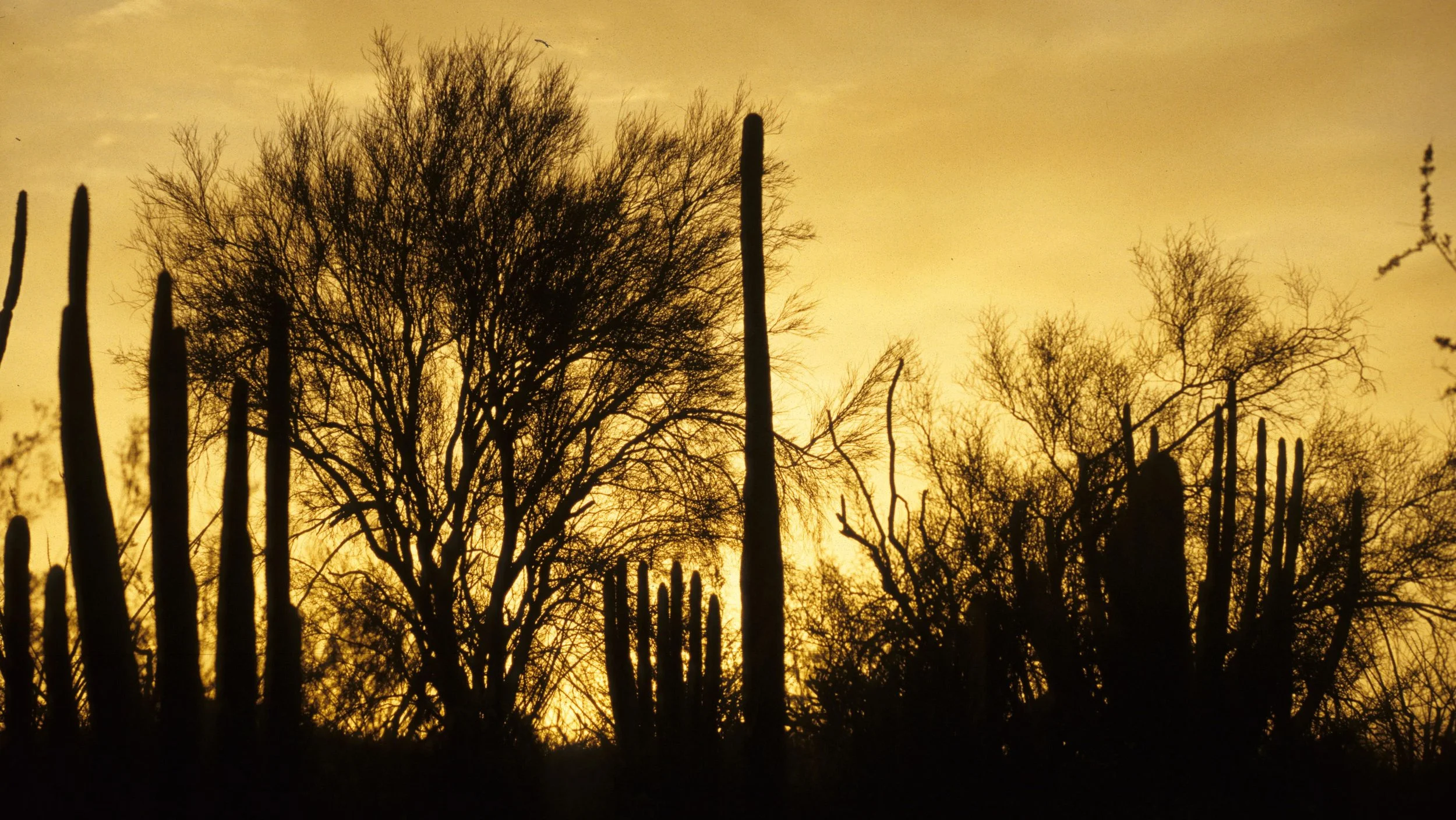 ORGAN PIPE CACTUS NP - SUNSET D.jpg