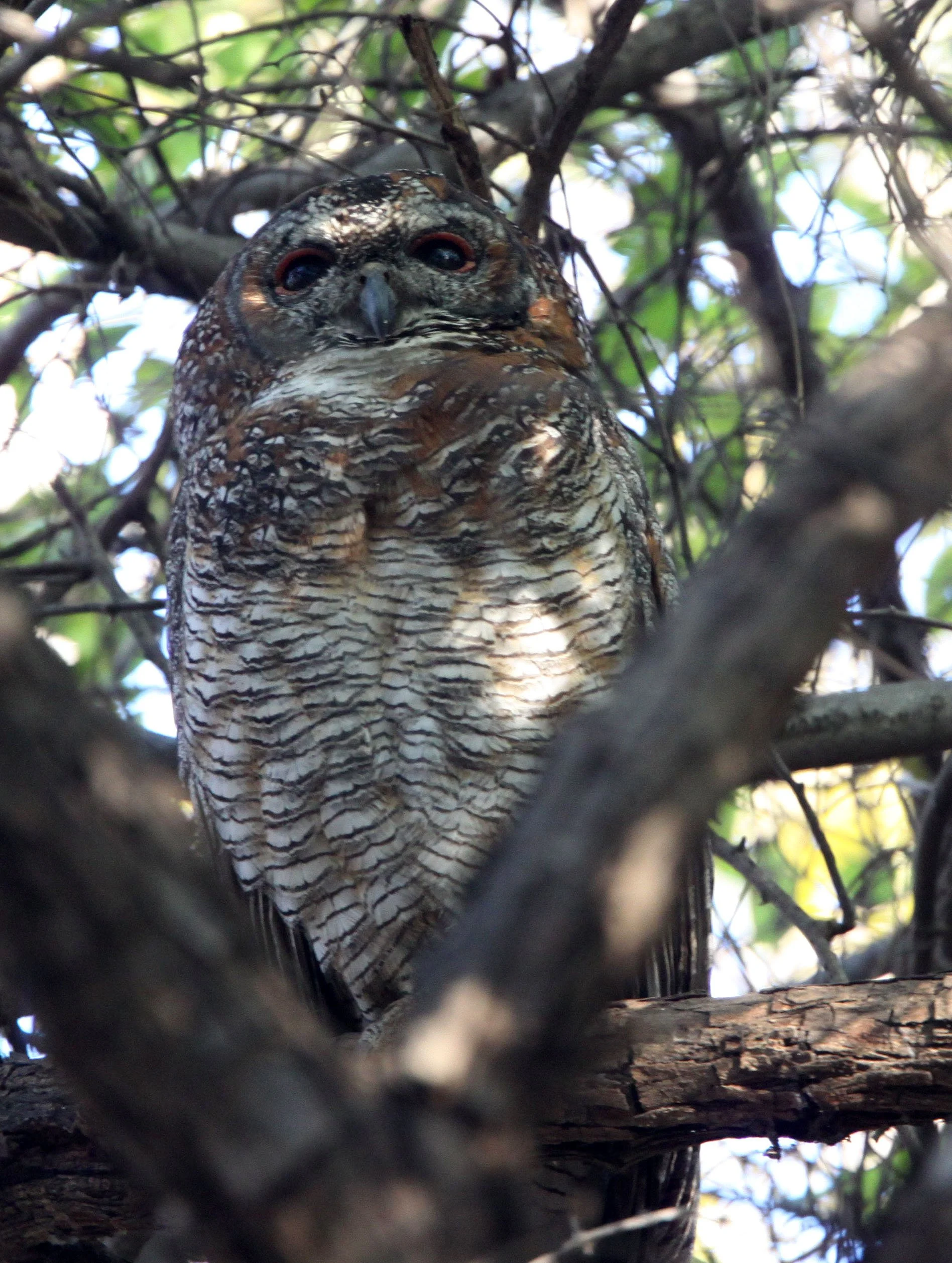 Strix ocellata - MOTTLED WOOD OWL - GIR FOREST GUJARAT INDIA (7).JPG