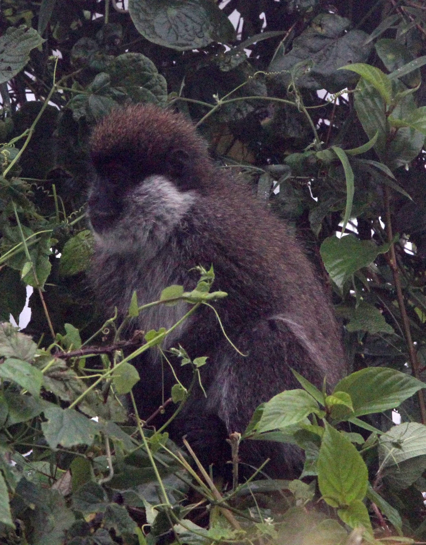 CERCOPITHECIDAE - Chlorocebus djamdjamensis - BALE MONKEY - HARENNA FOREST BALE MOUNTAINS NATIONAL PARK ETHIOPIA (325).JPG