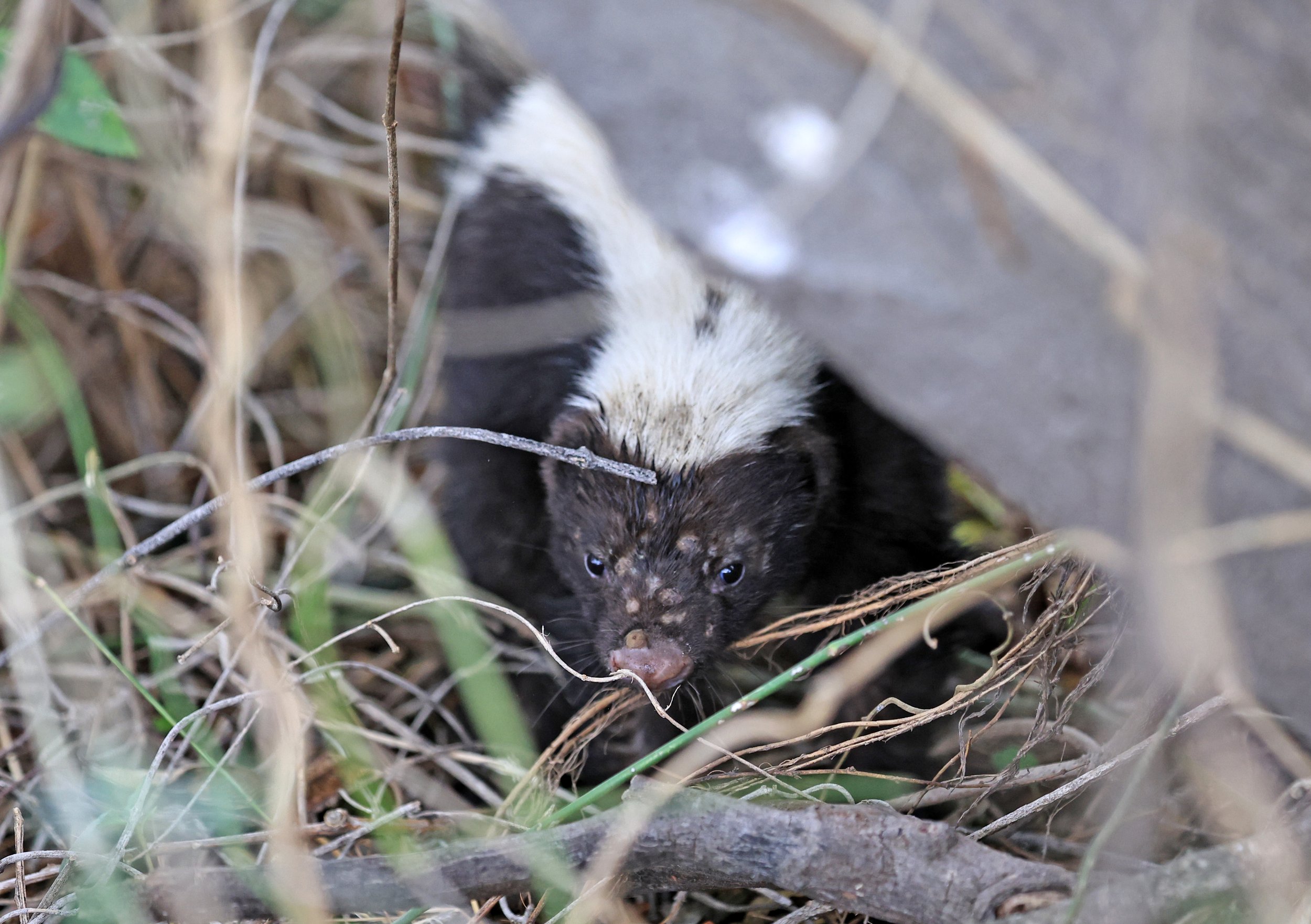 Molina's Hog-nosed Skunk (Conepatus chinga) Estancia Campo'i Paraguay  (37).jpg