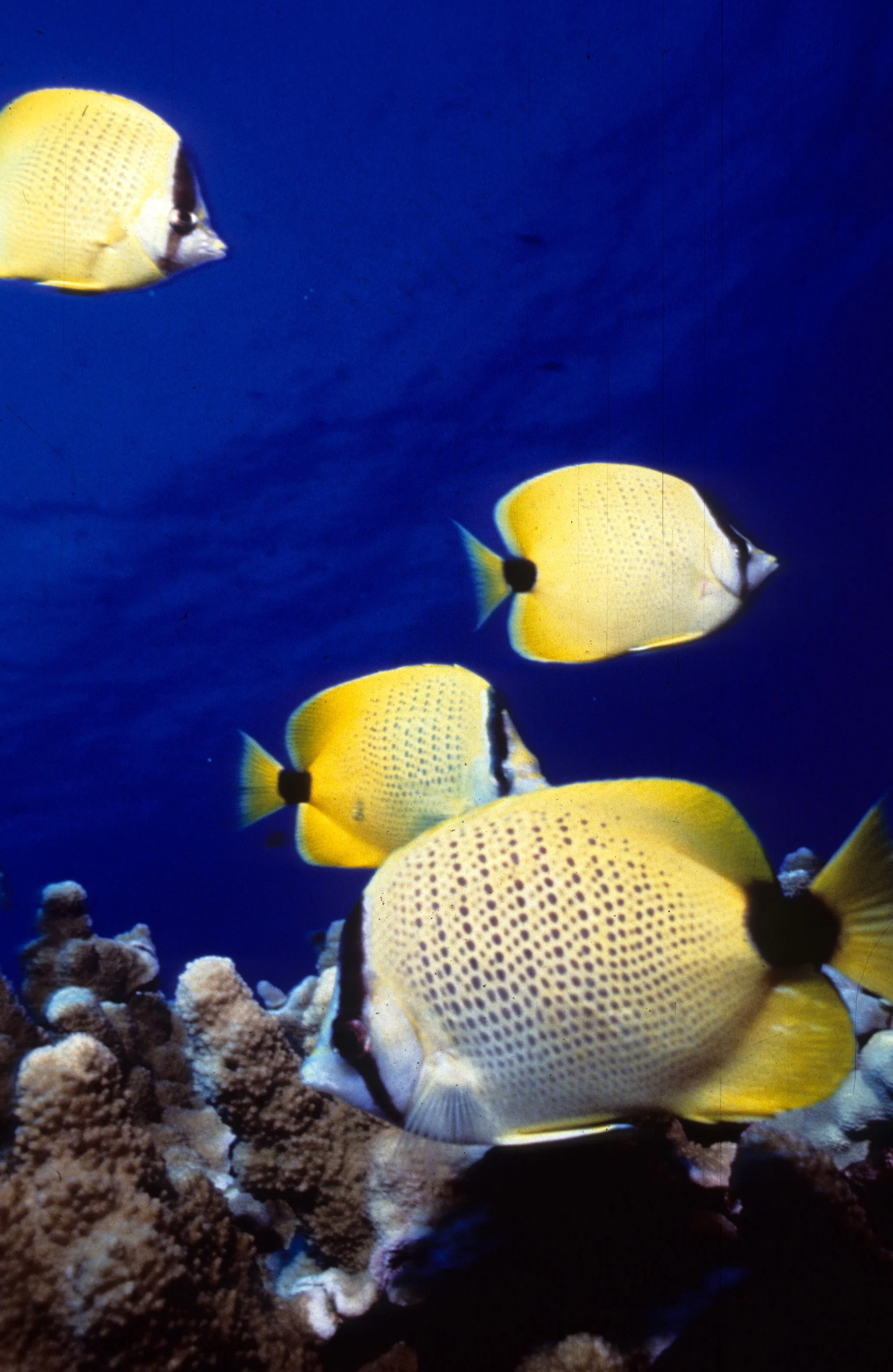 FISH - HAWAII.jpg