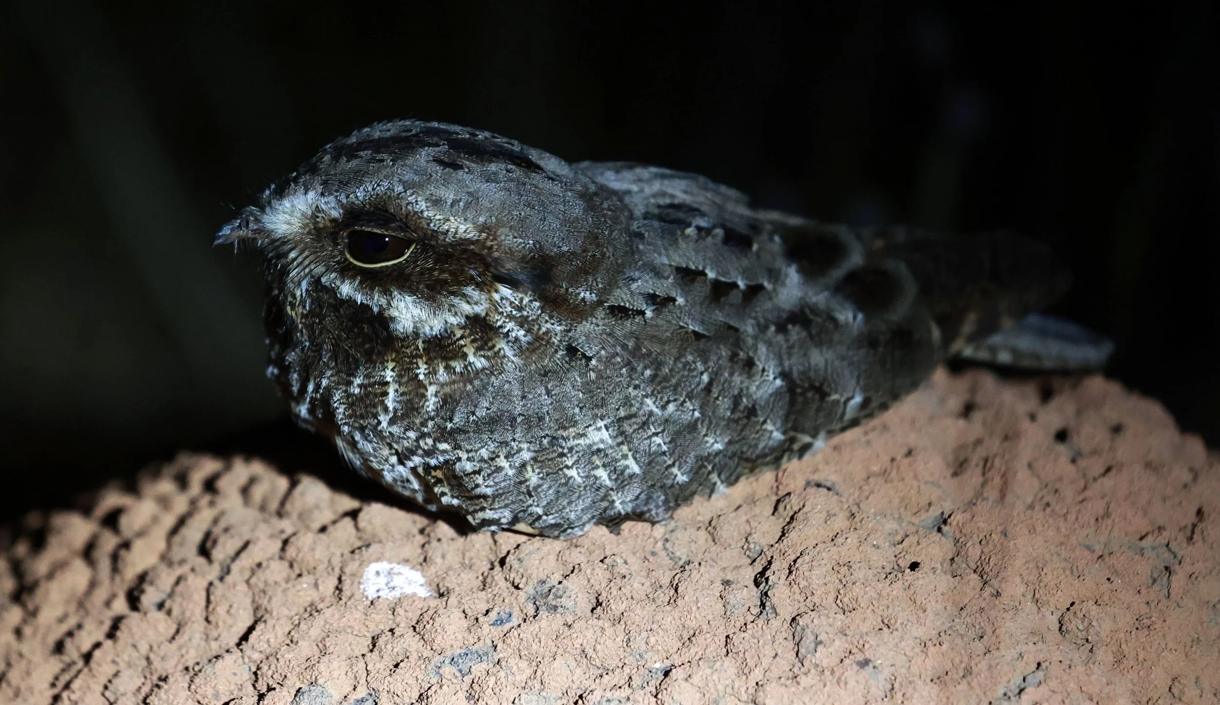 Nightjar - Little Nightjar - Setopagis parvula - Emas National Park, Goias Brazil (22).jpg