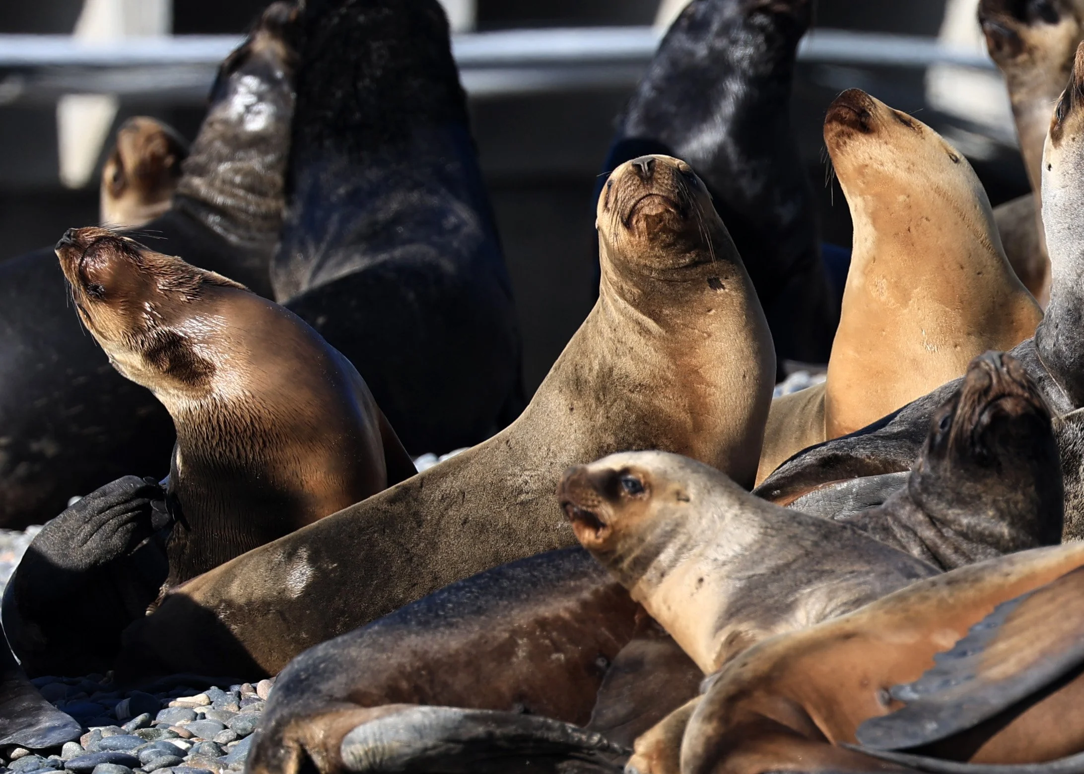 South American Sea Lion (Otaria flavescens) Puerto Rawson Argentina (3).jpg