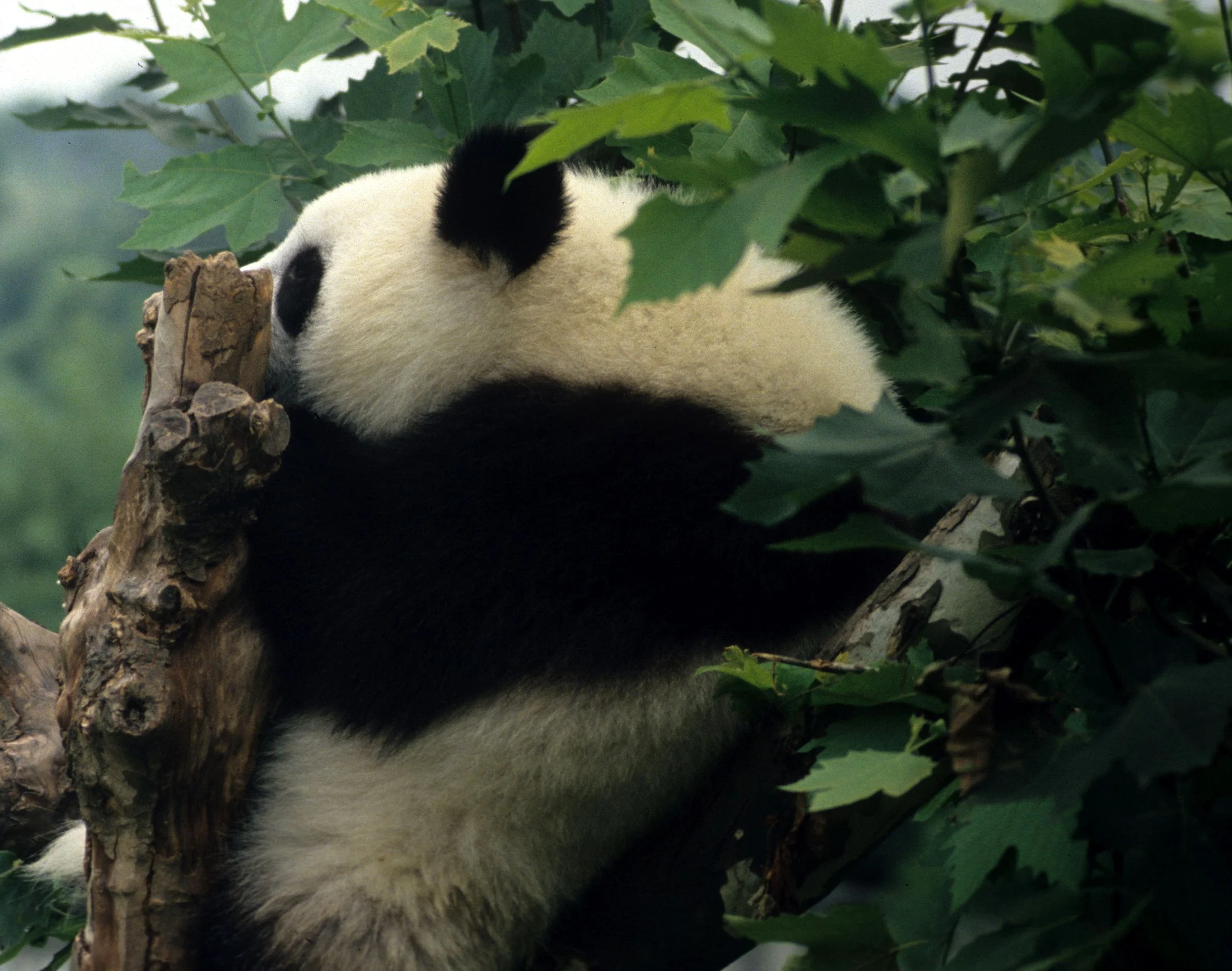 URSID - GIANT PANDA - CHENGDU REGION CHINA.jpg